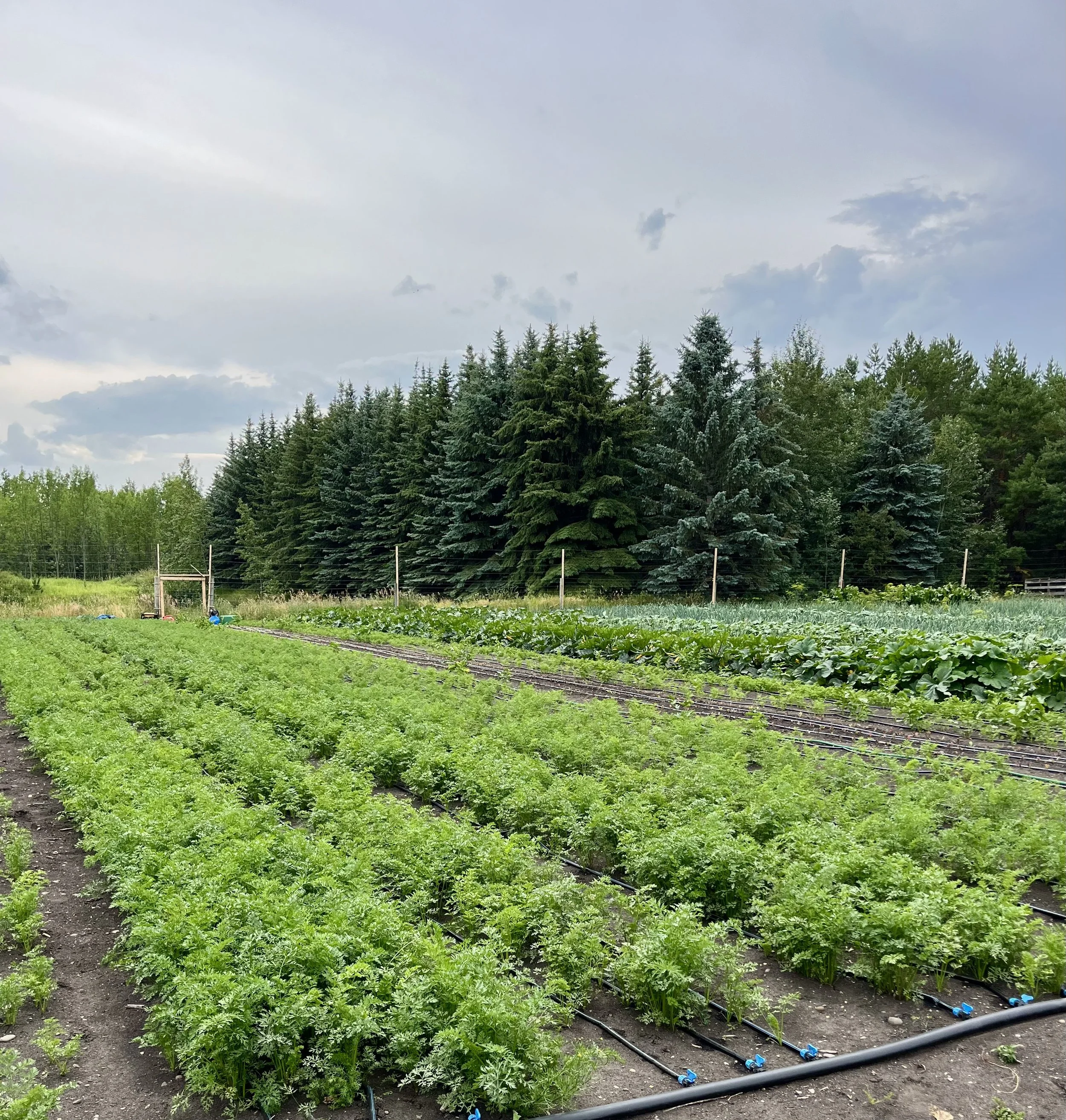 Commonly Asked Questions - Weeding Edition 