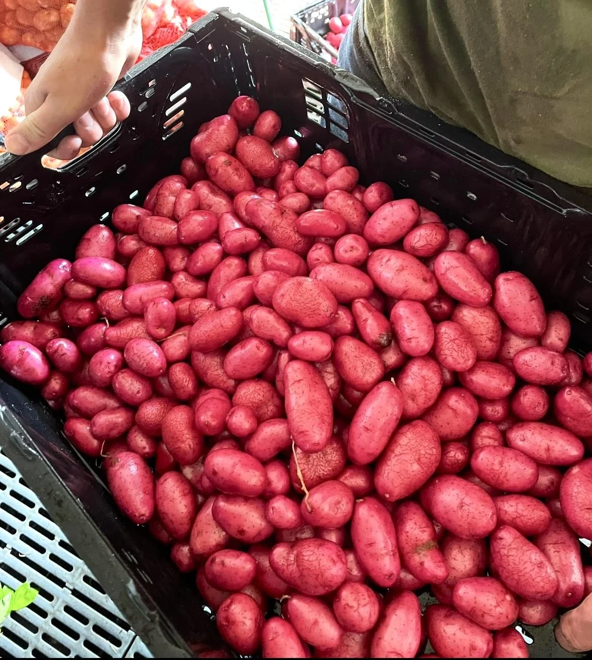 Fingerling Potatoes are BACK!! - Reel 