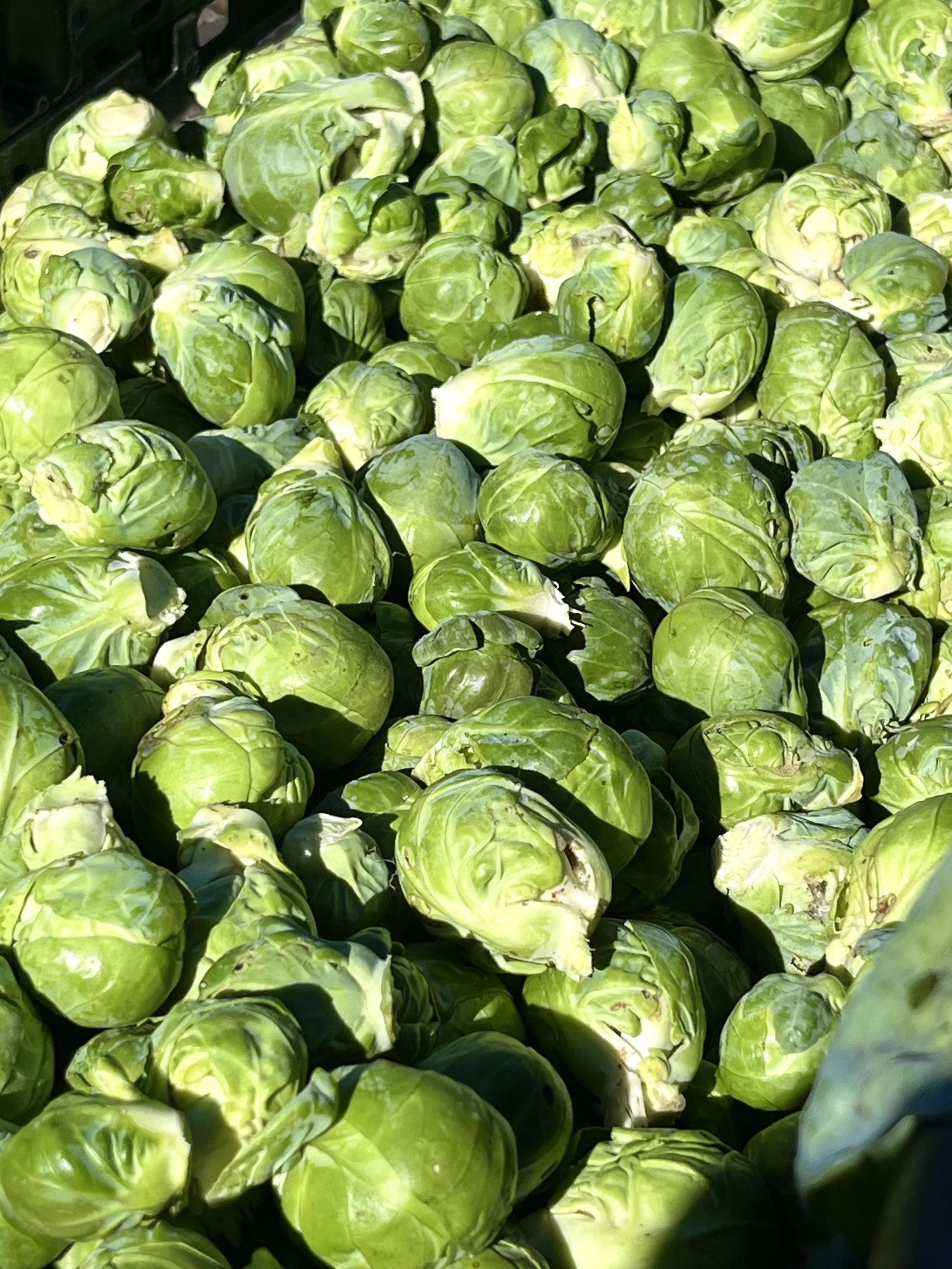 Brussel Sprouts 