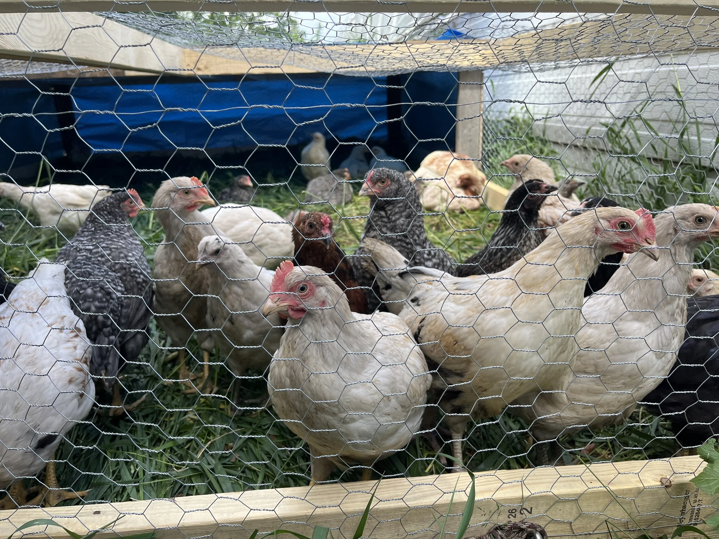 Jumping Rooster - Reel