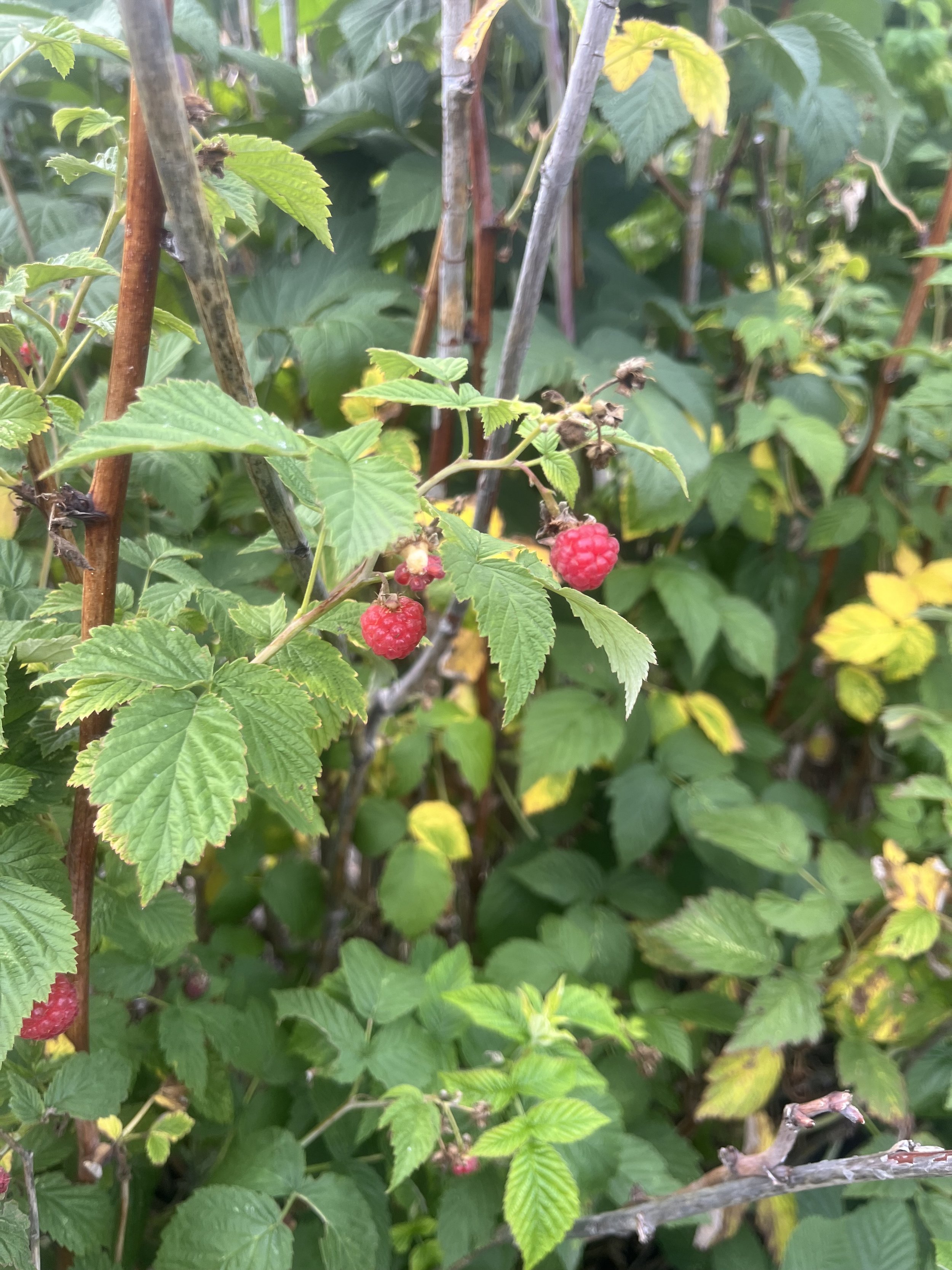 Red Raspberry Leaf - Reel
