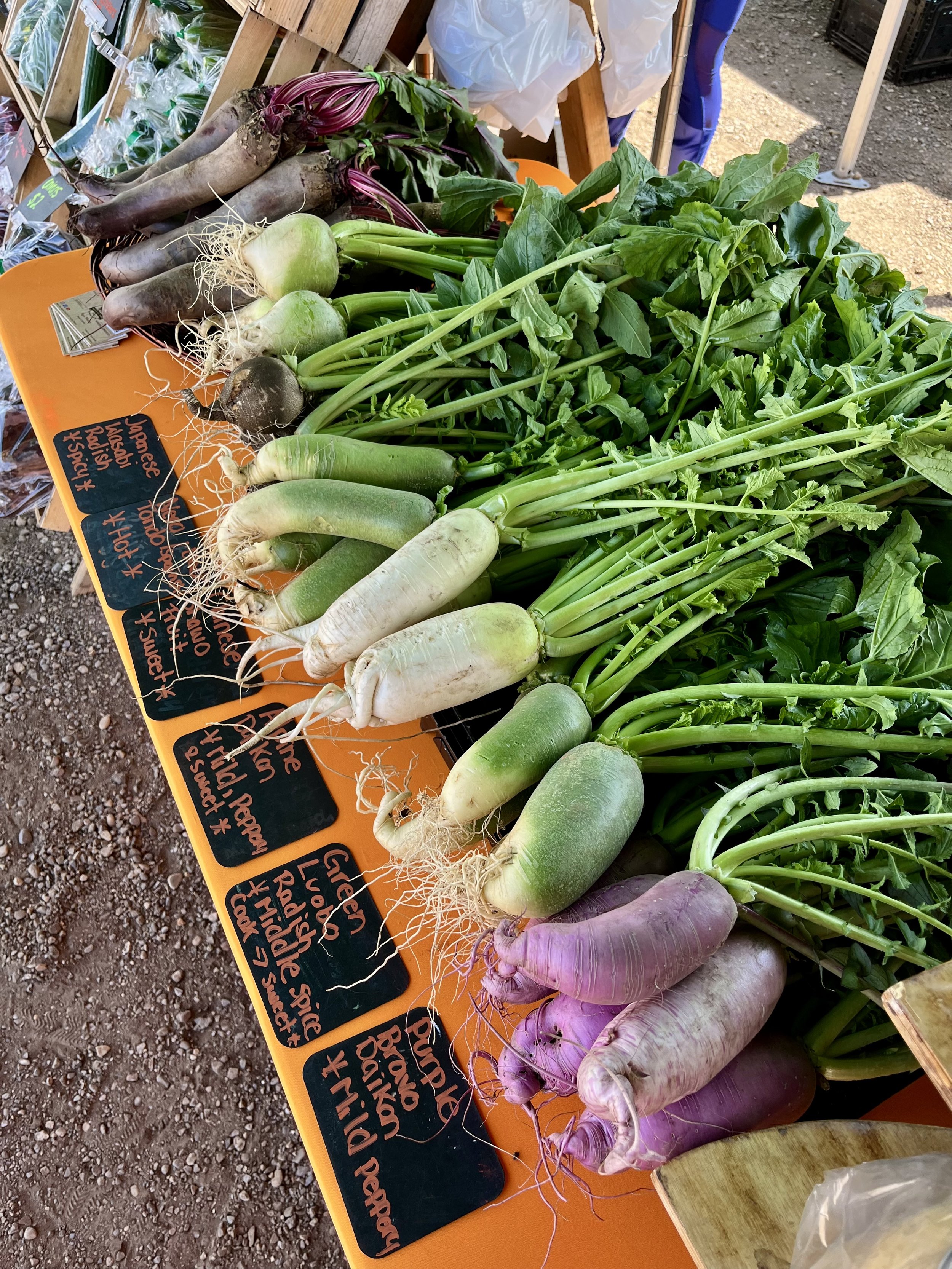 Purple Bravo Daikon Radishes - Produce of the Week