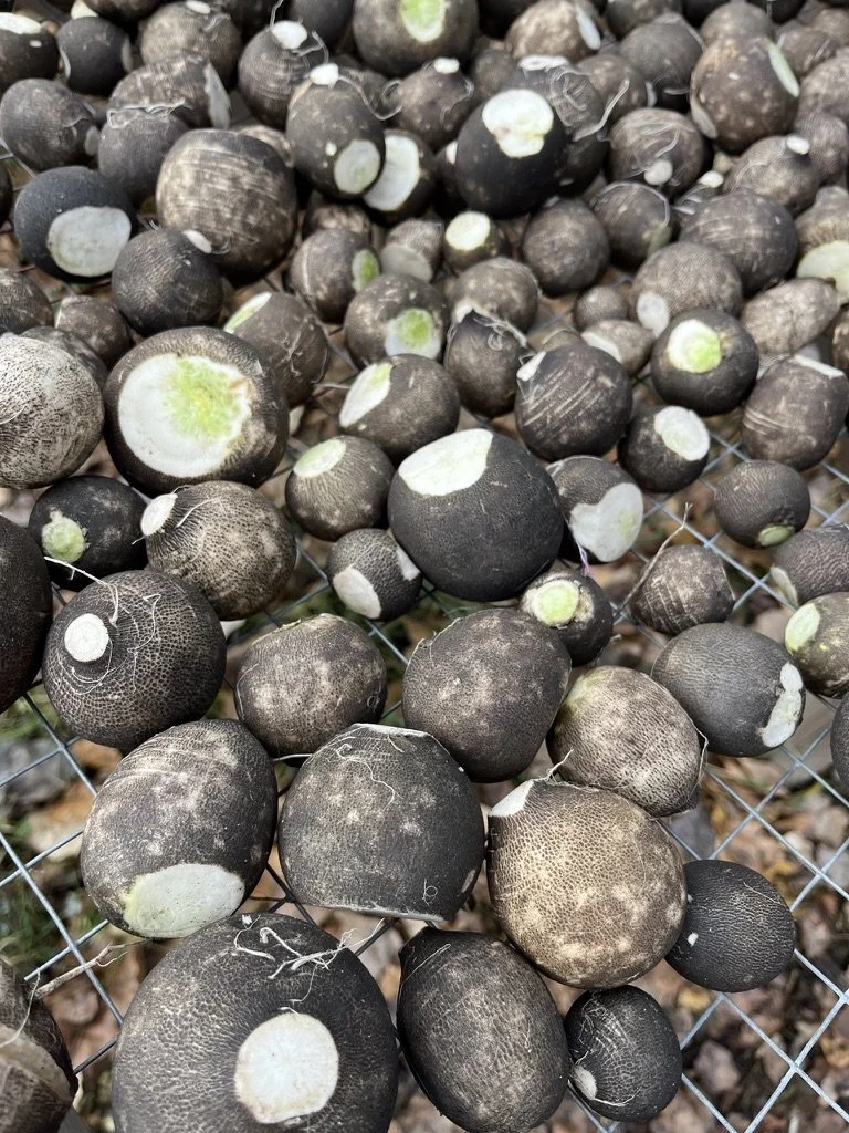 Nero Tondo Black Radishes - Produce of the Week
