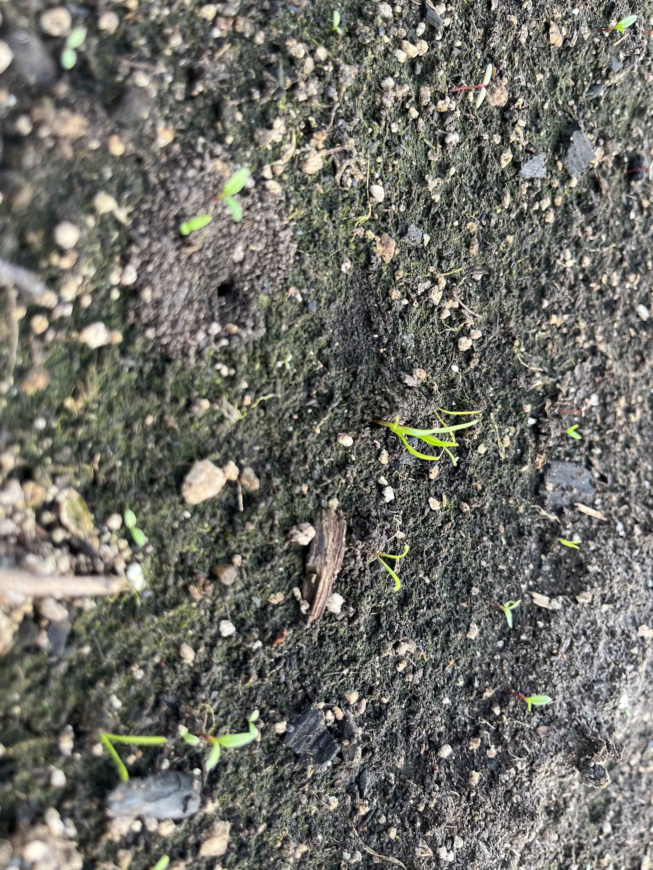 Spring and Fall Seeding - Reel