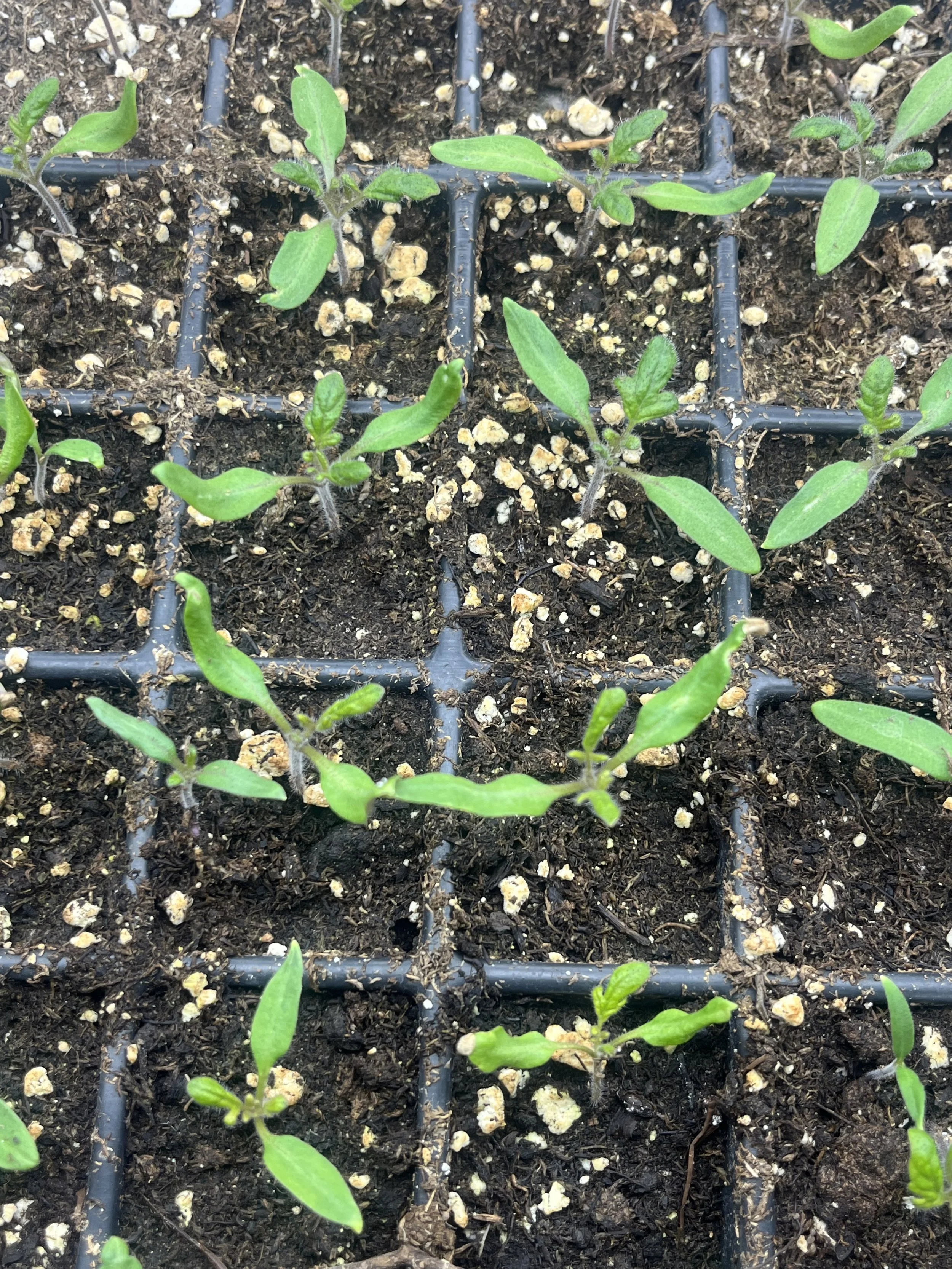 Growing Heirloom Tomatoes 