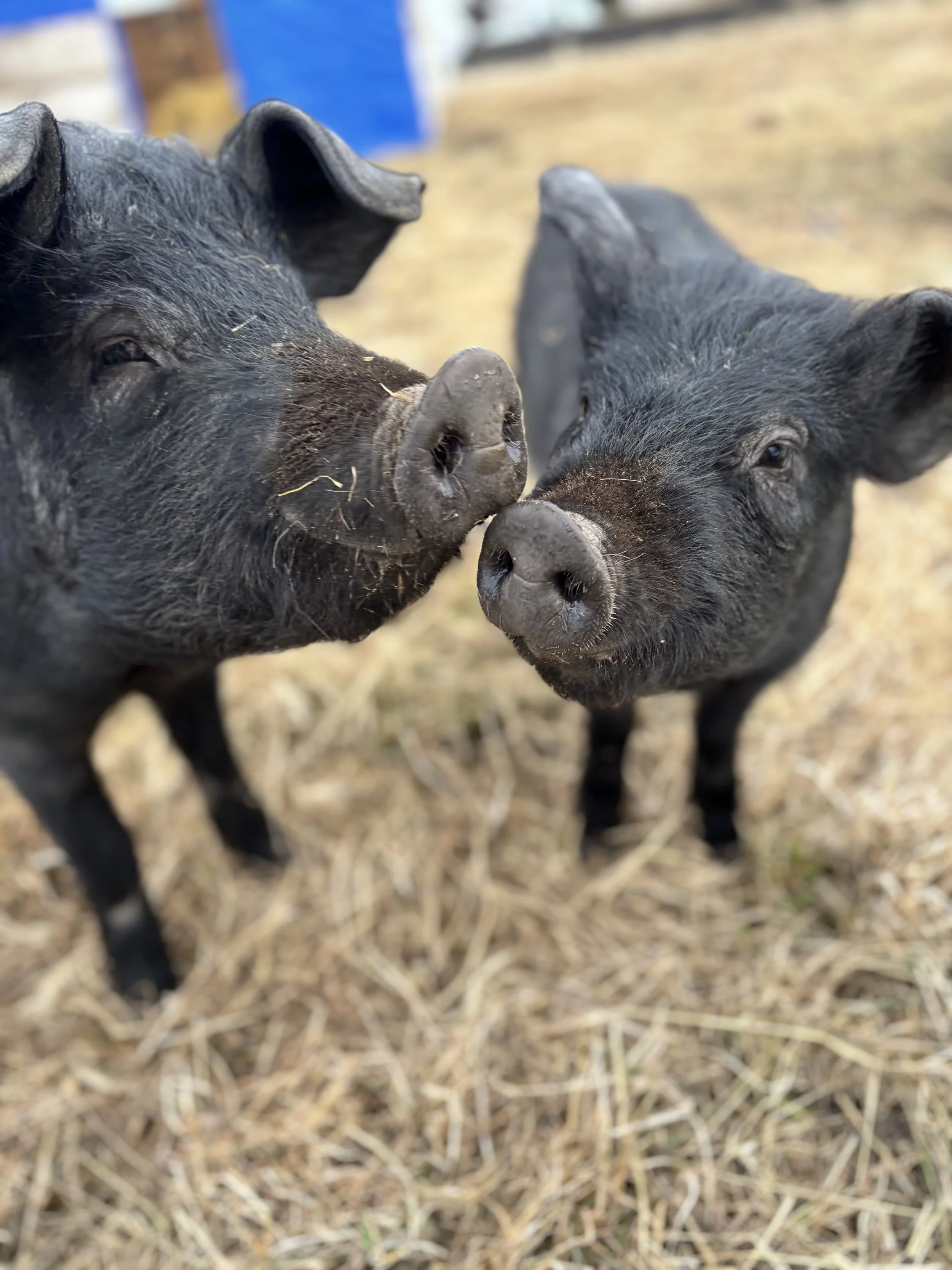 Come Meet Our Pigs!
