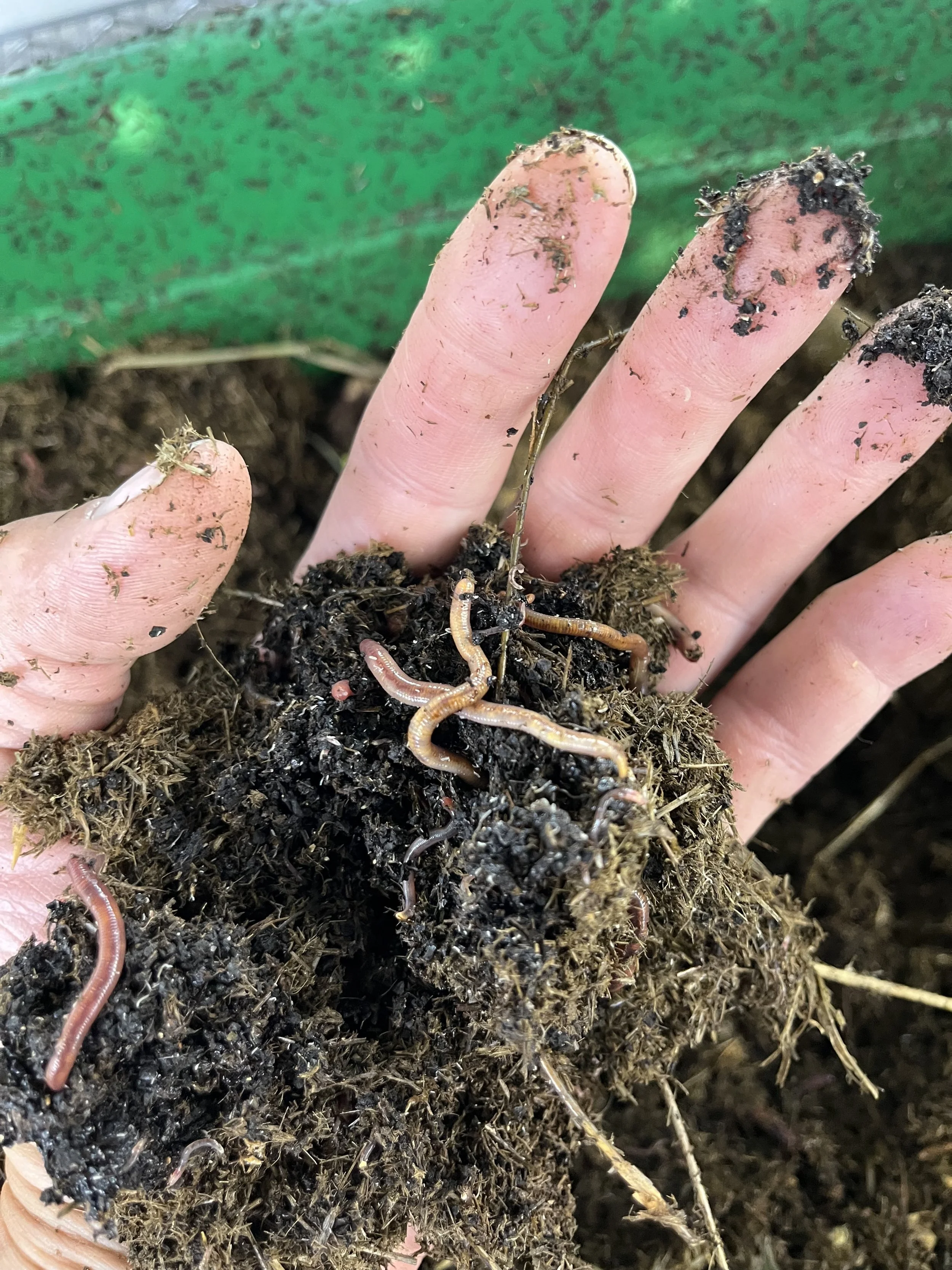 Greenhouse Beds + Worm Castings 
