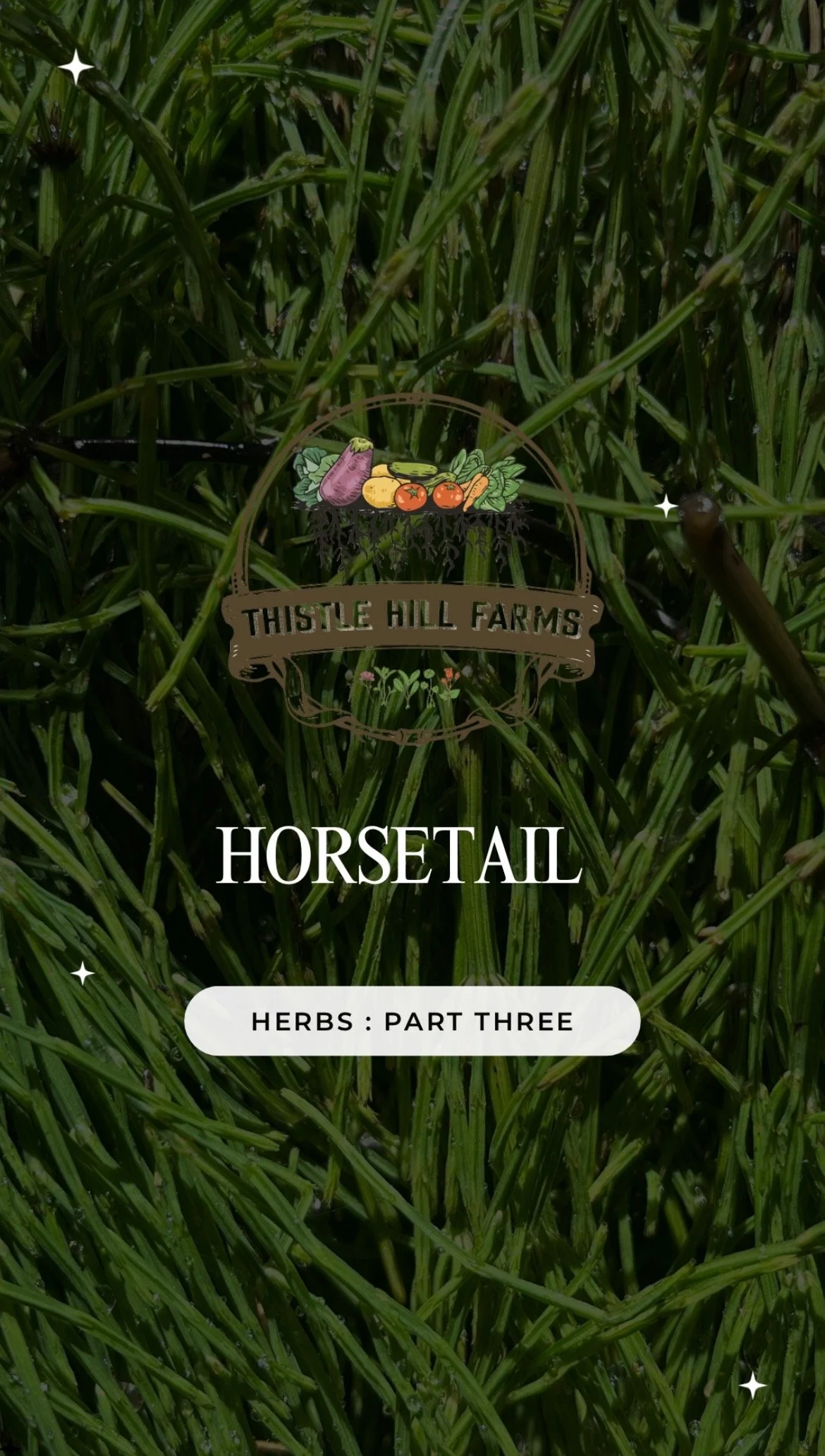 Horsetail - Herb of the Week 