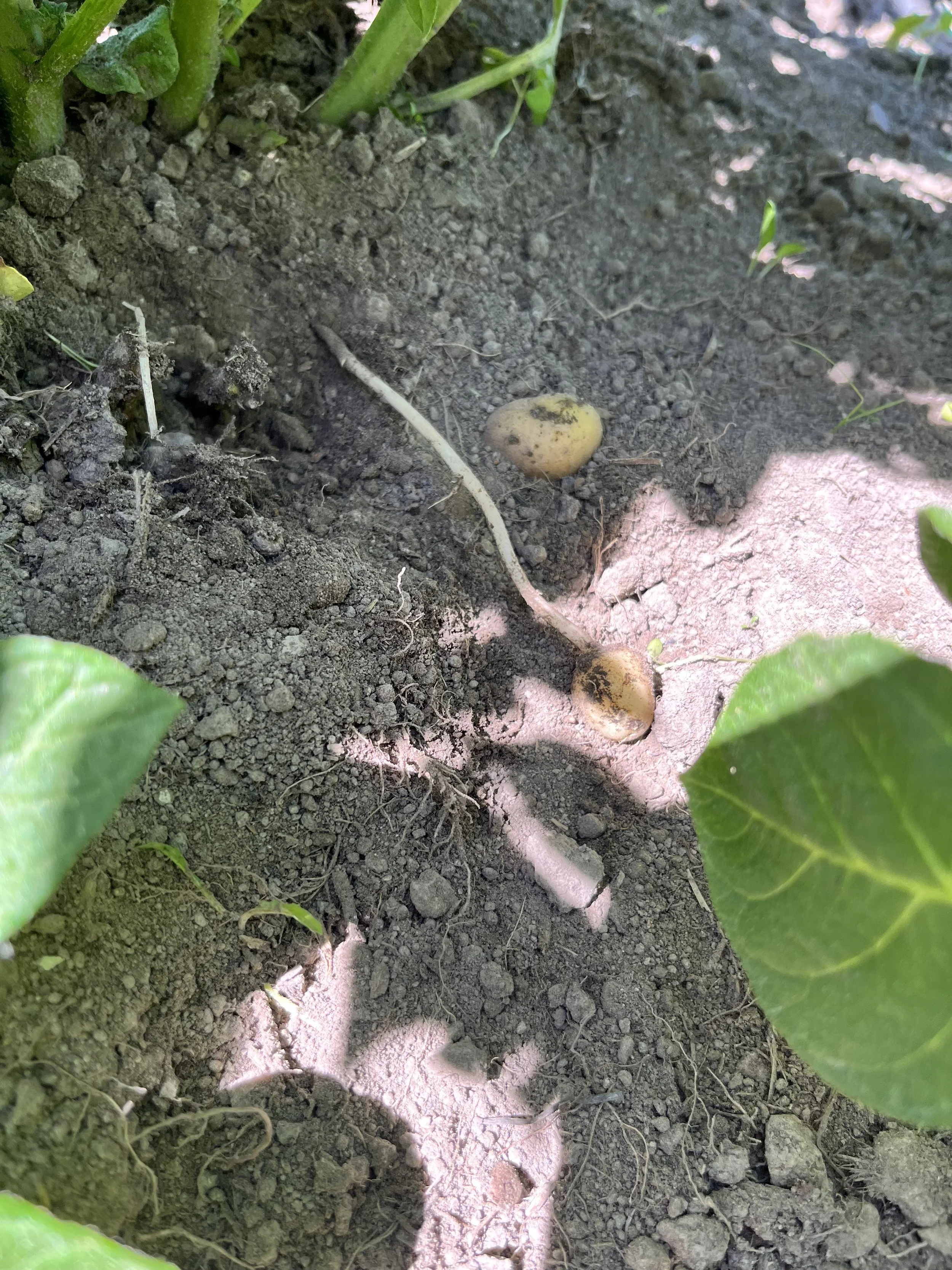 2025 Potatoes - Reel