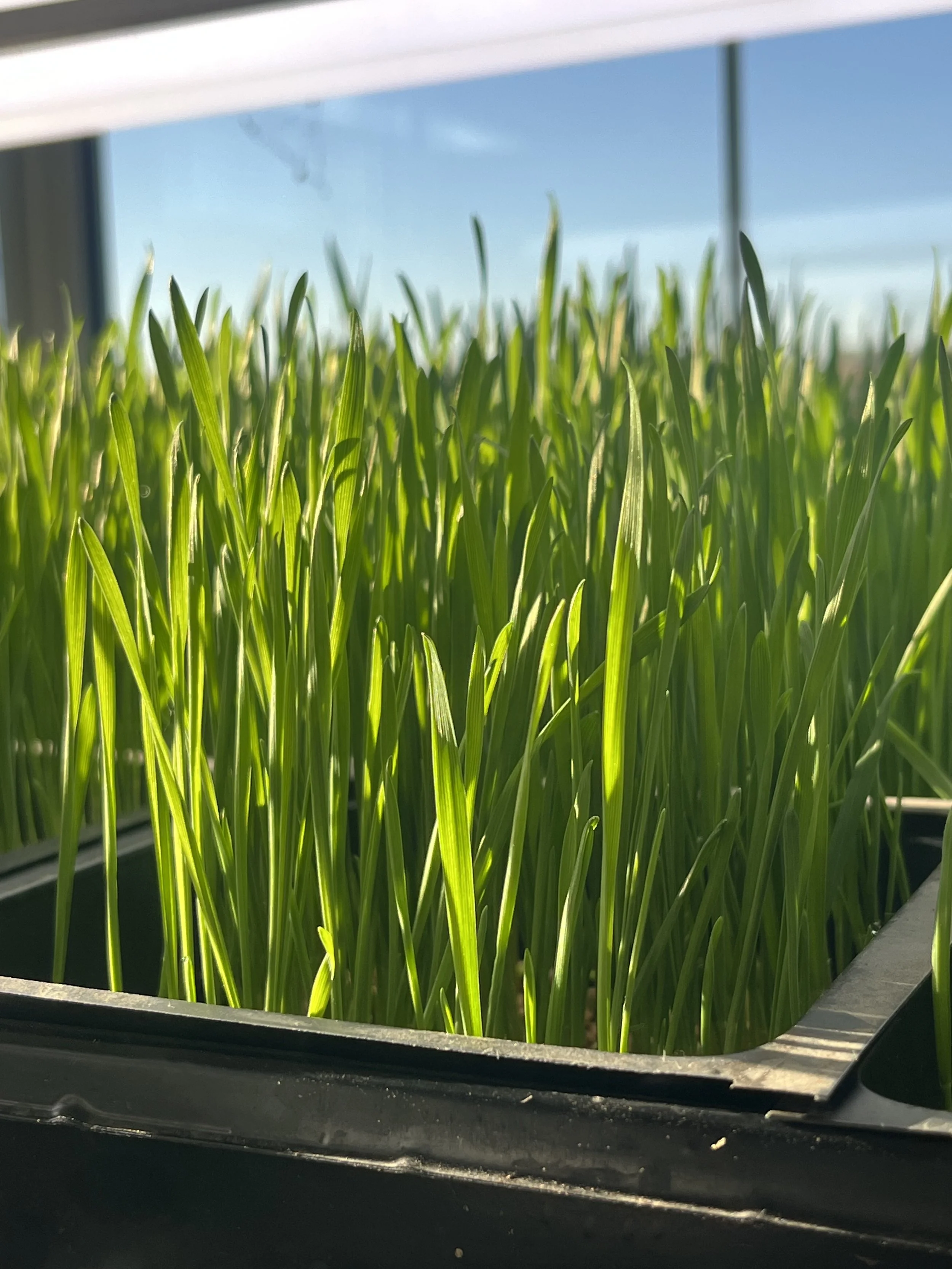 Produce of the Week - Wheatgrass AKA Catgrass