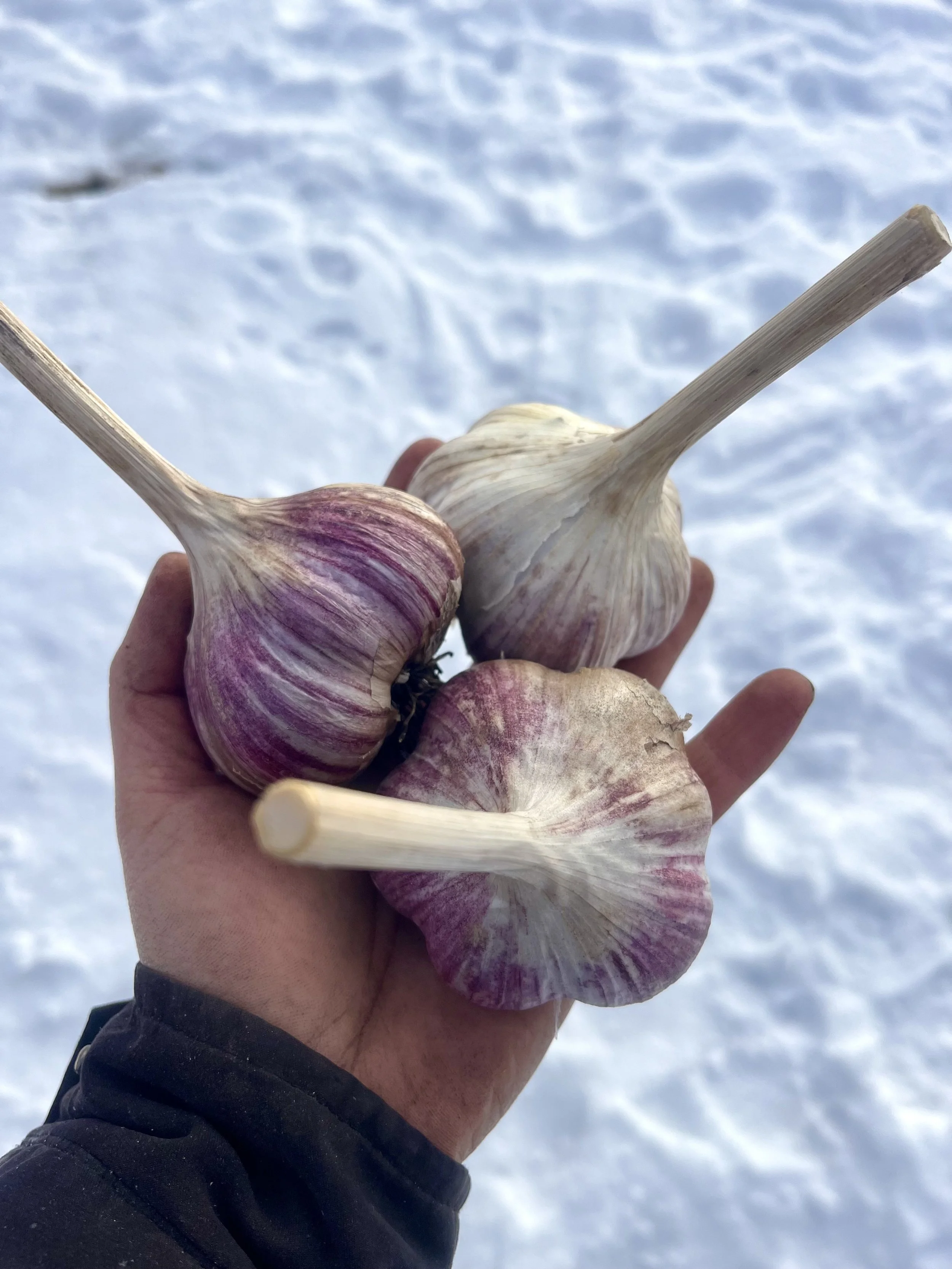 Produce of the Week - Red Russian Garlic