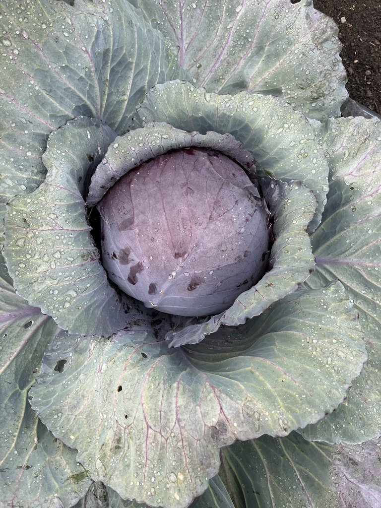 Produce of the Week -  Red Cabbage 
