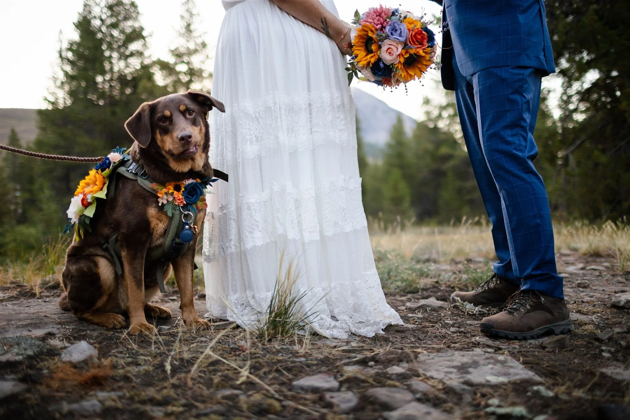 Flower dog tilts her head at the camera during crested butte elopemnent