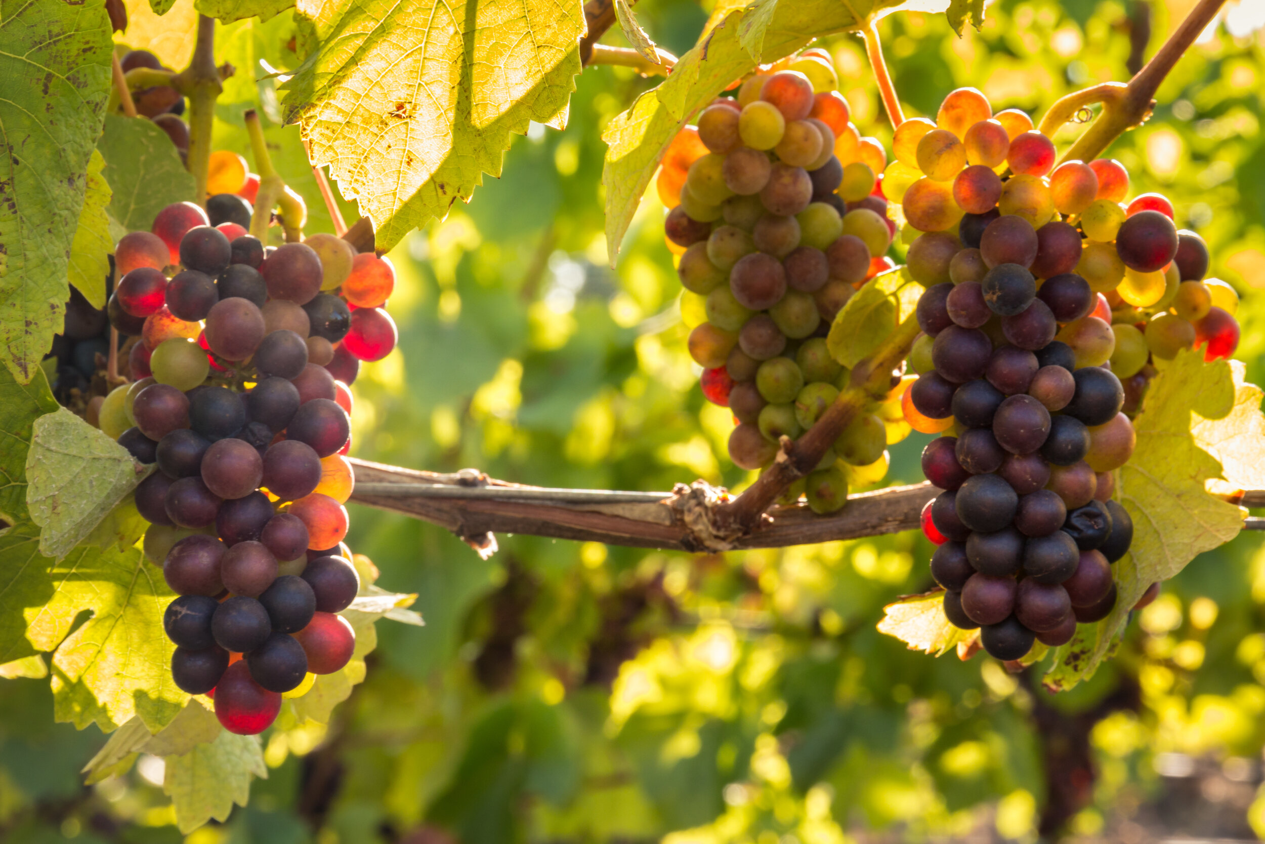 Pinot! Pinot! Pinot!