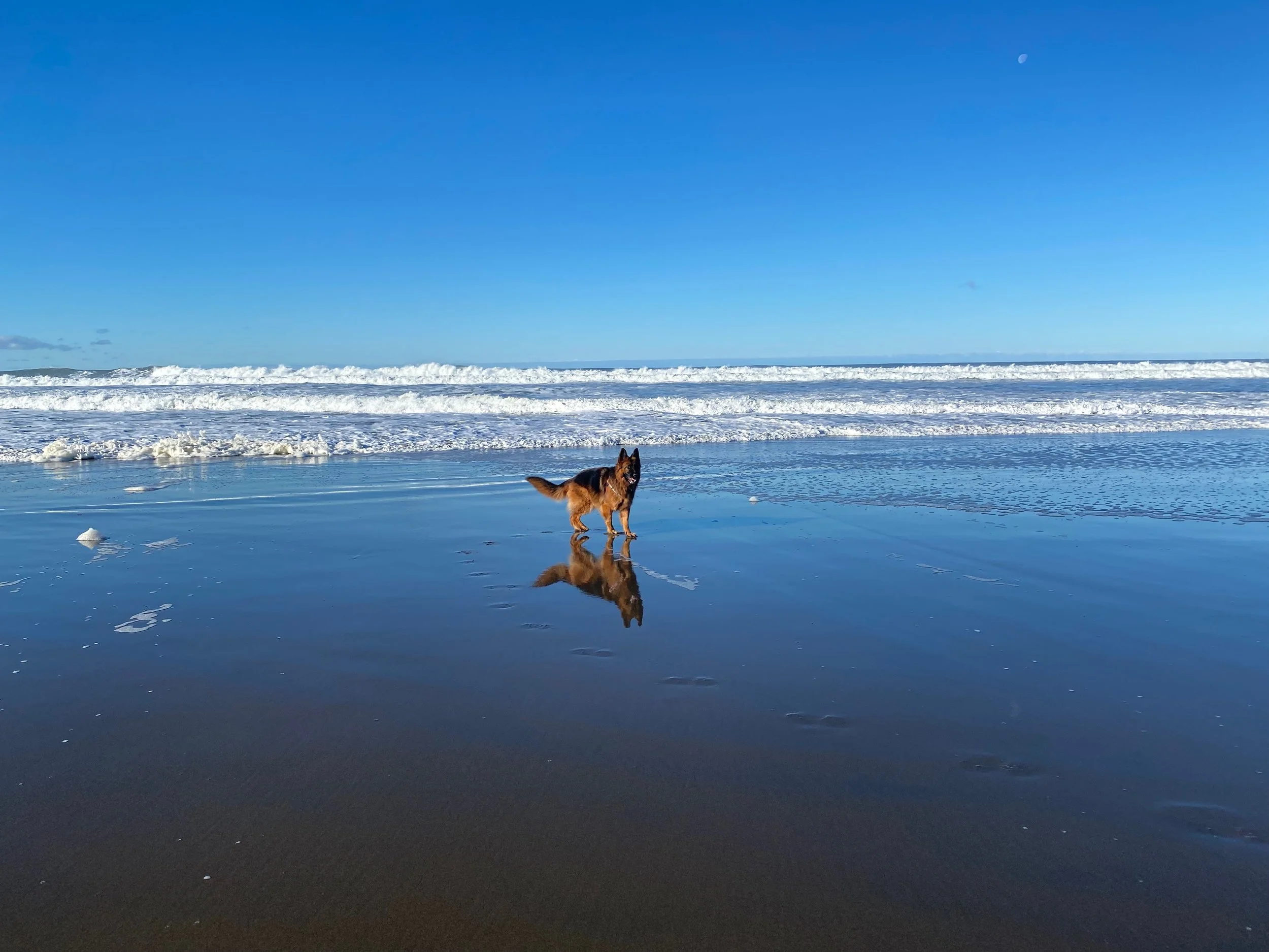 German shepherd reflected on the wet sand at Ocean Beach, San Francisco