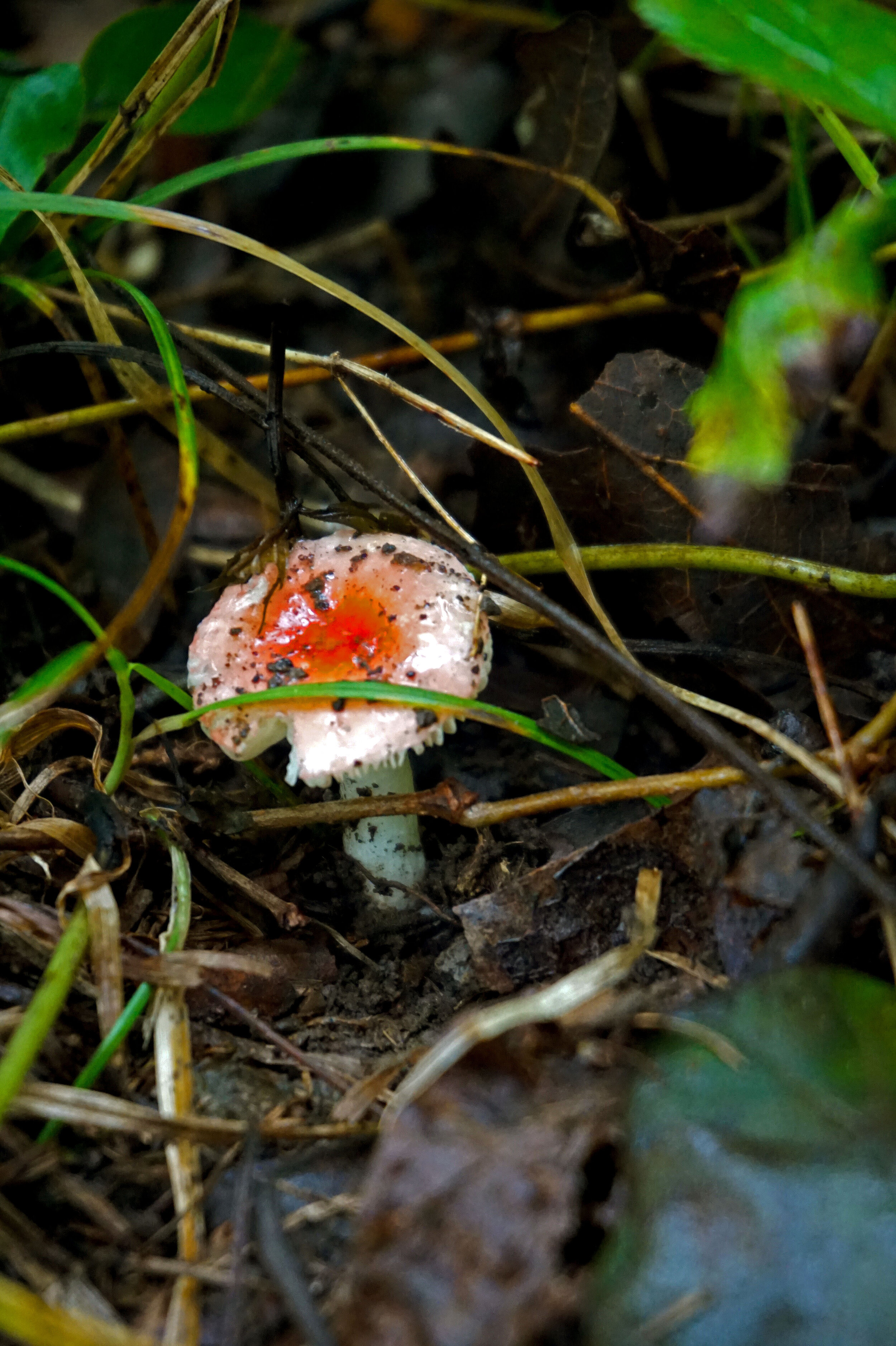 Life's Little Mushrooms