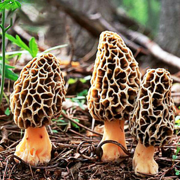 MUSHROOM OF THE MONTH: APRIL