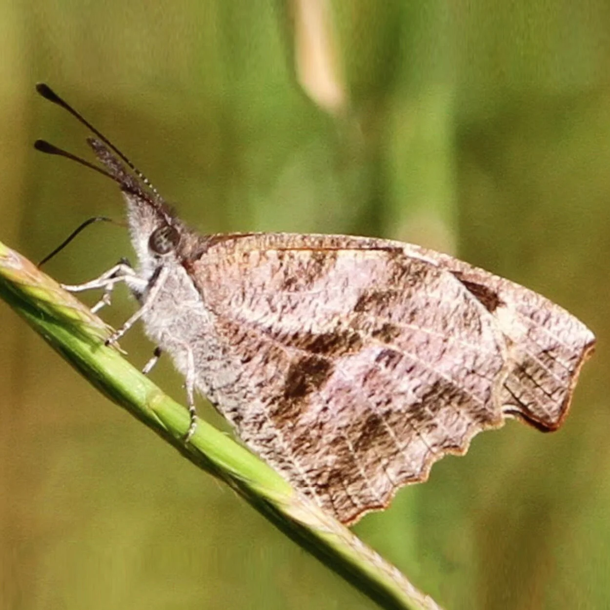 Butterfly — Lawn to Wildflowers