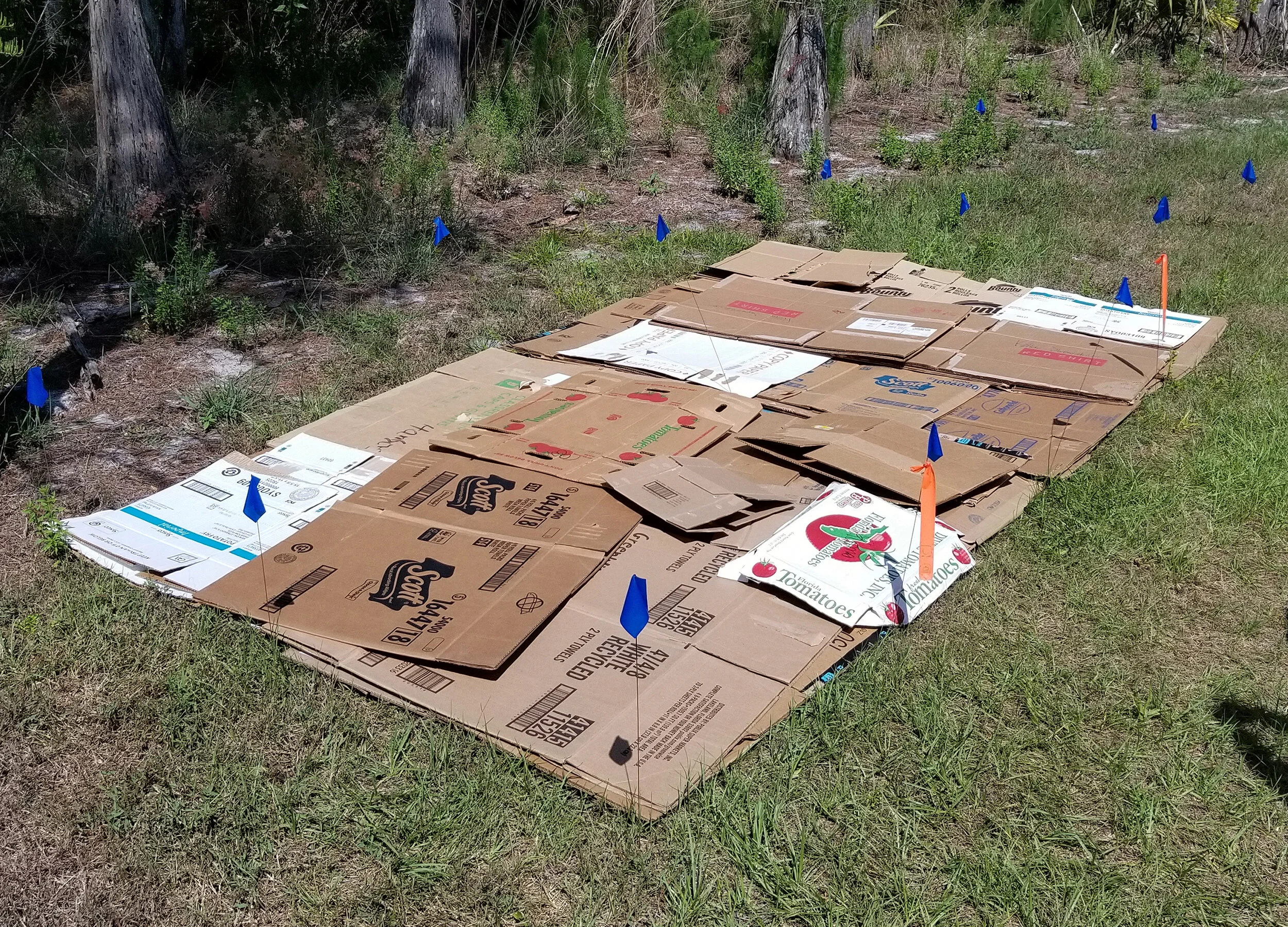 Smothering with Cardboard — Lawn to Wildflowers