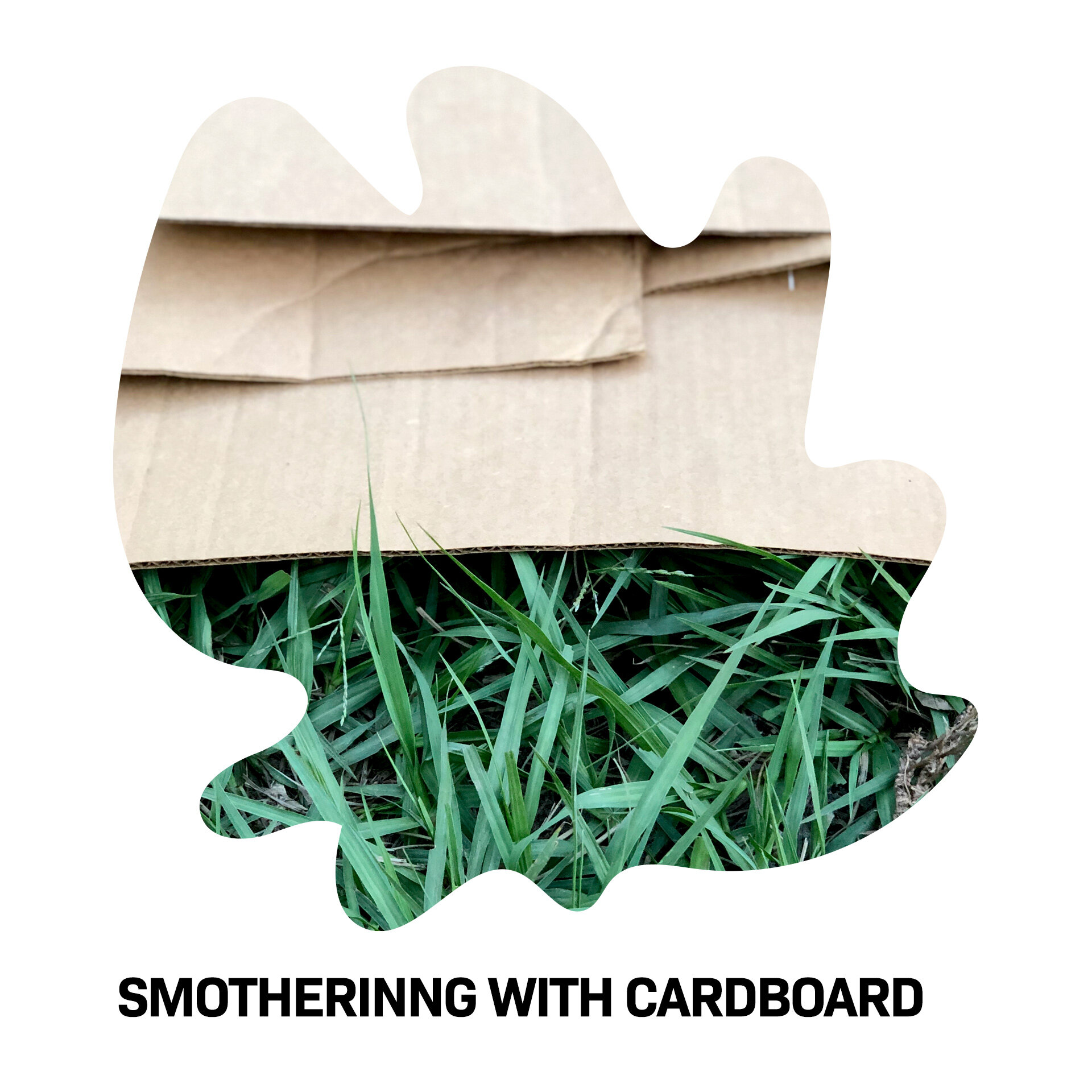 002-SmotheringCardboard.jpg