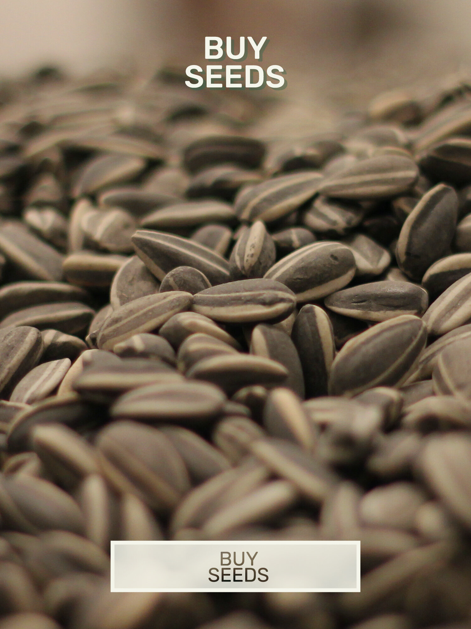 Buy-Seeds.jpg