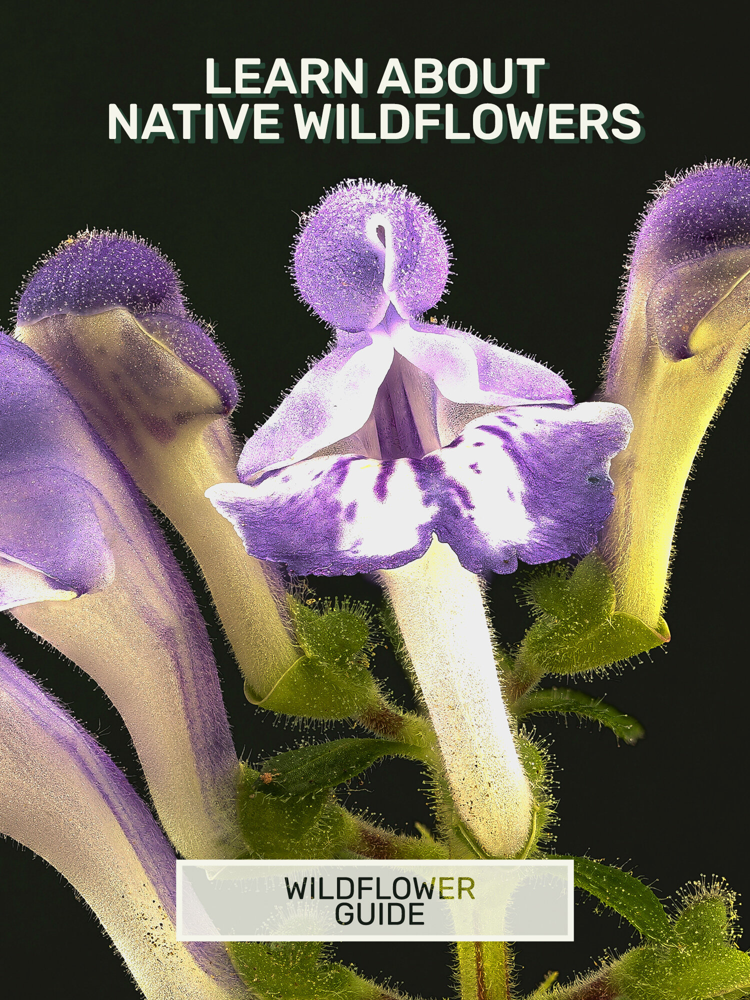 002-Wildflowers-Learn-Home.jpg