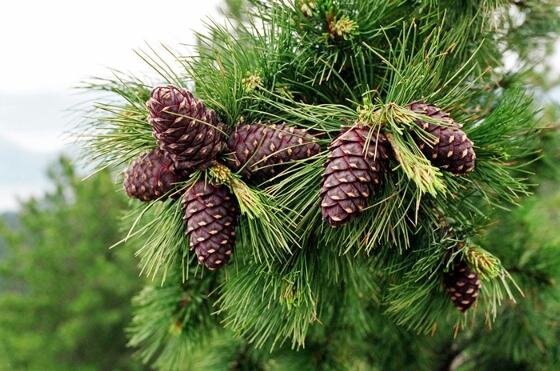 zhivitsa cedar varikoz