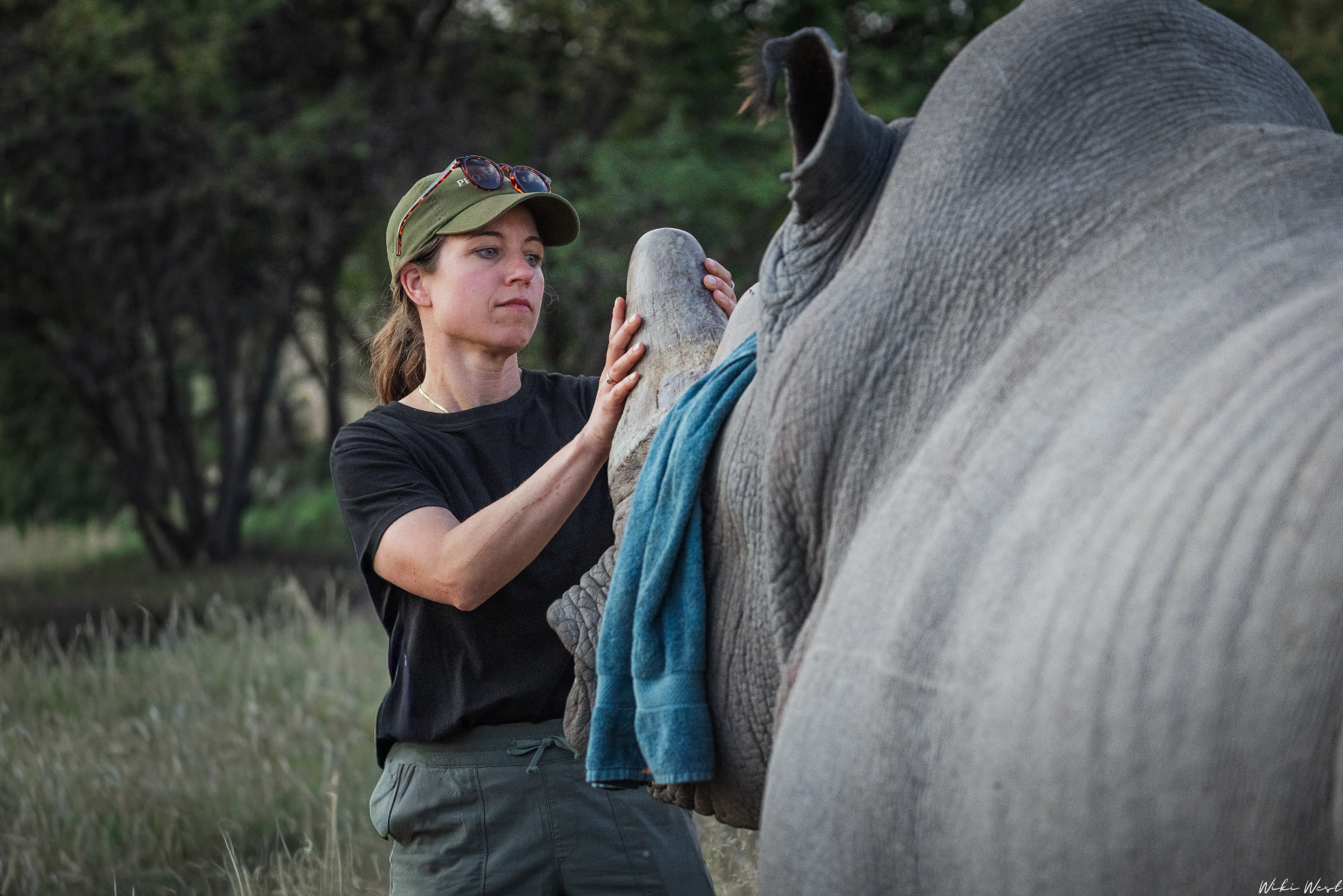 Woman holding a rhino by the horn as the rhino has a towel on its head to calm it for blood testing