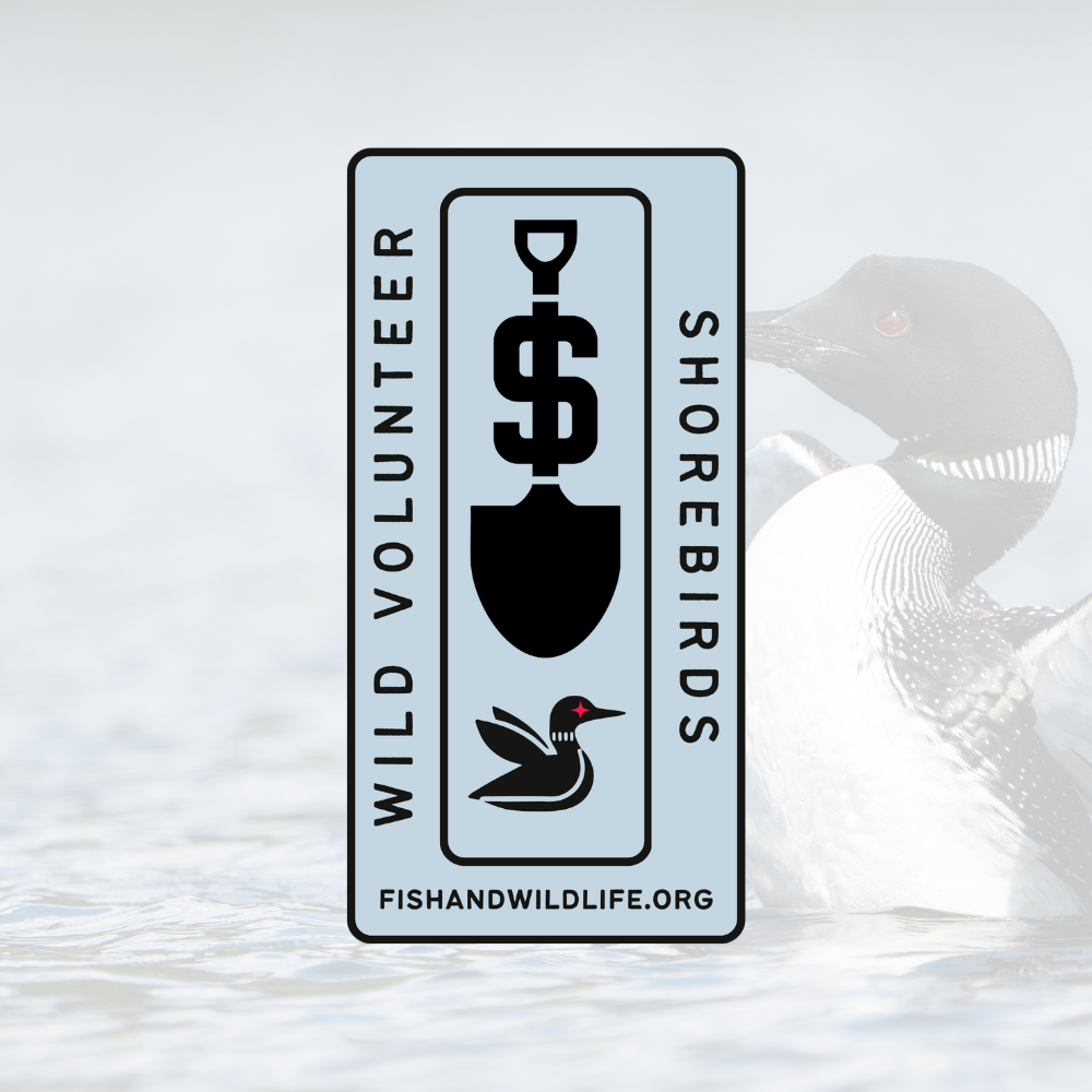 Shorebirds Badge - Wild Volunteer Sticker