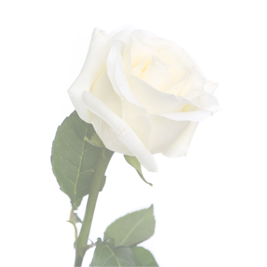 SACRED FEMININE WISDOM