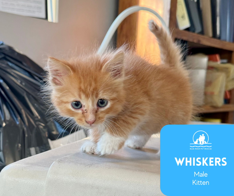 whiskers.png
