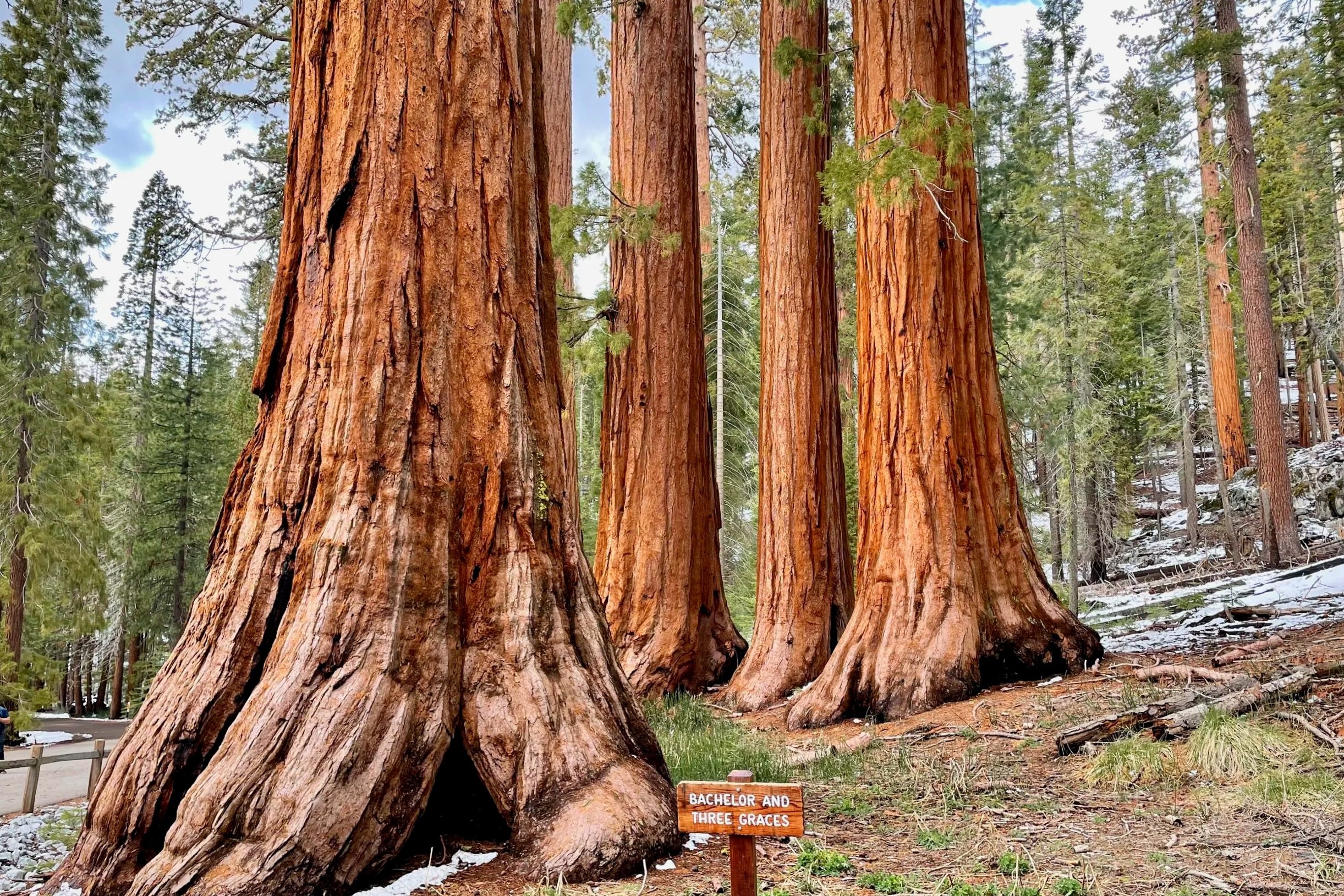 Four giant sequoias are seen in a cluster amidst a forest with snow on the ground.