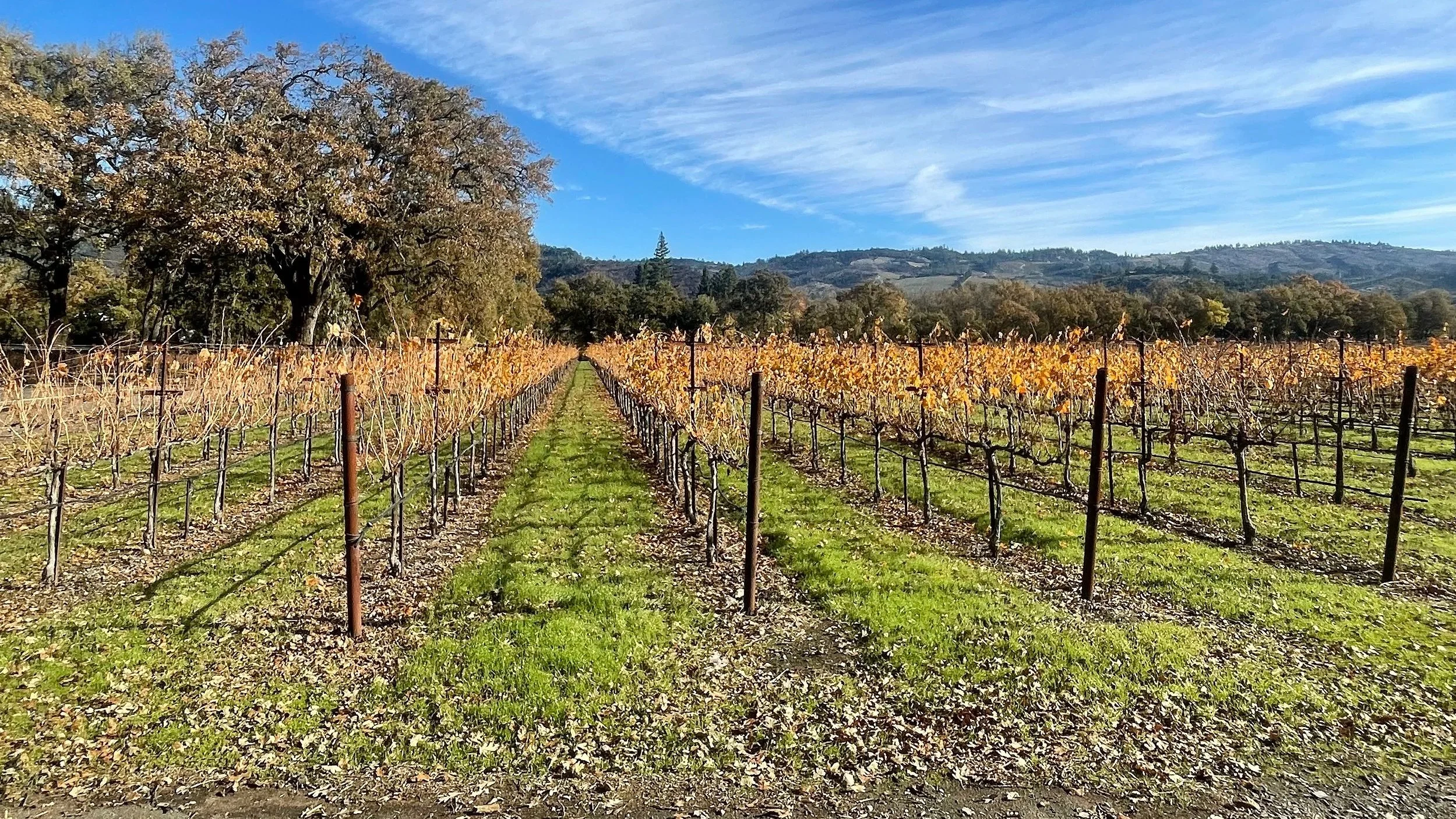 A golden vineyard is seen in Napa Valley, California
