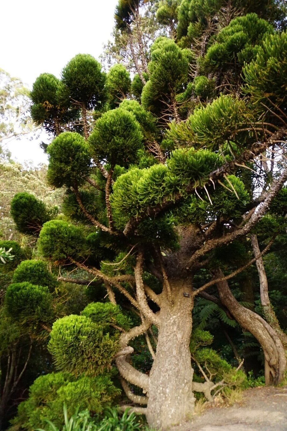 Wellington Botanical Gardens tree with circular patterns