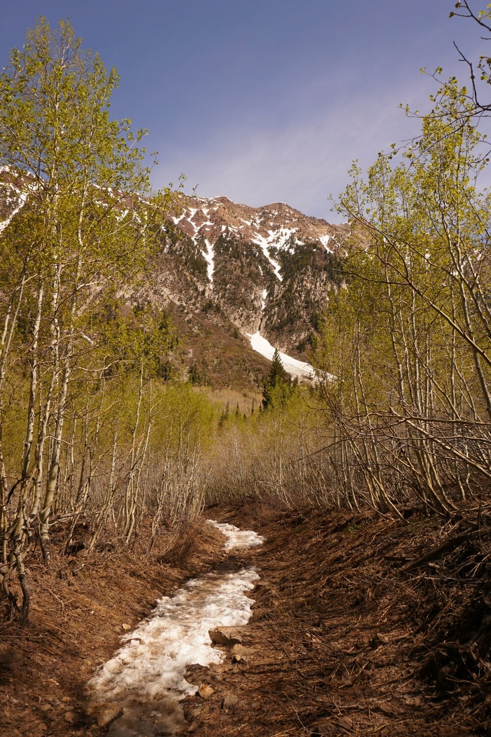 Utah's White Pine hiking trail with snow on the ground