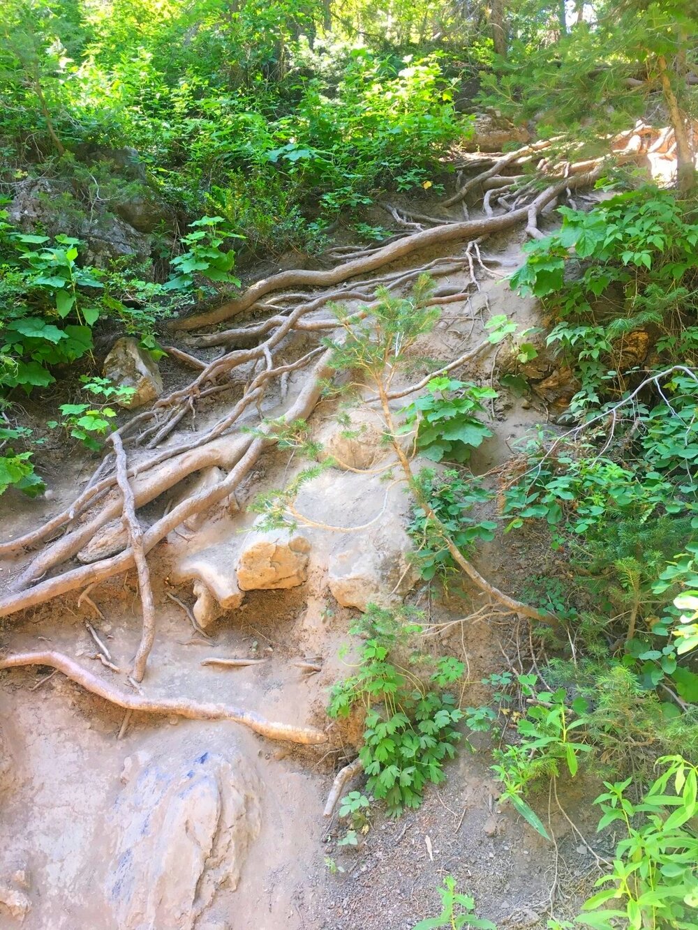 Donut Falls scenery - tree roots near hiking trail