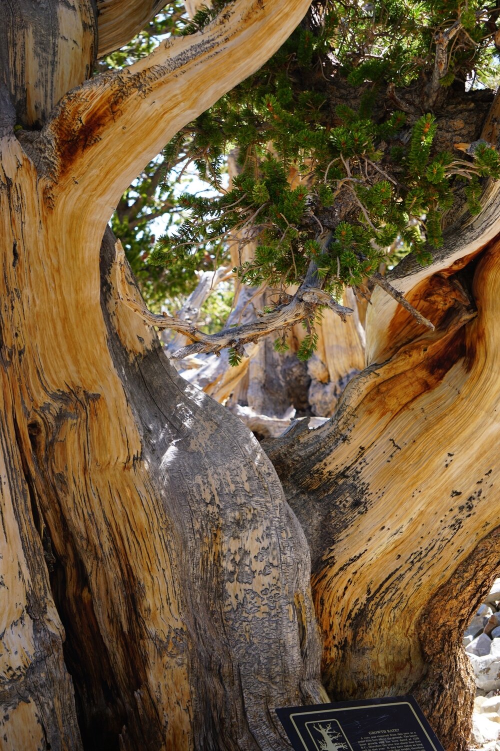 Bristlecone Pine tree - hiking trail in Great Basin National Park