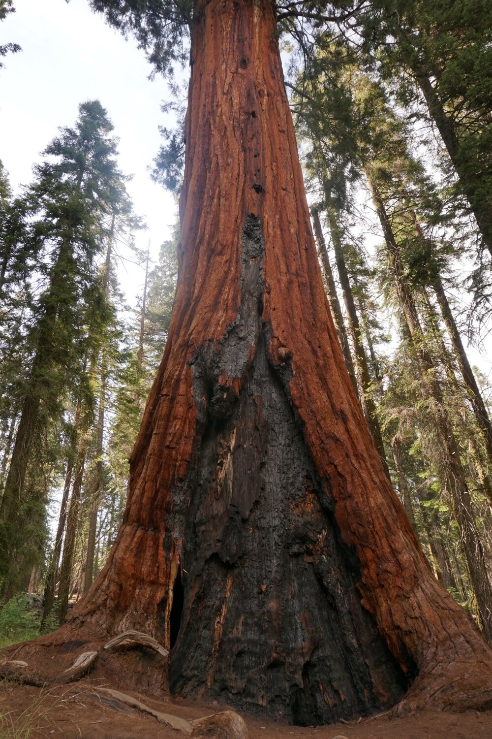 Burnt tree on Giant Sequoia - Big Trees hiking trail in Sequoia National Park