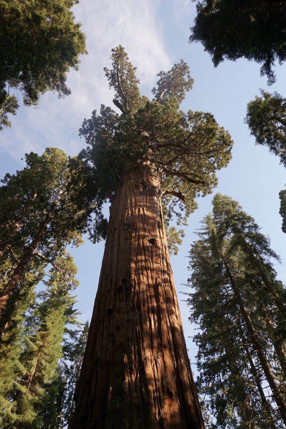 General Sherman tree body, looking up at sky - Sequoia National Park