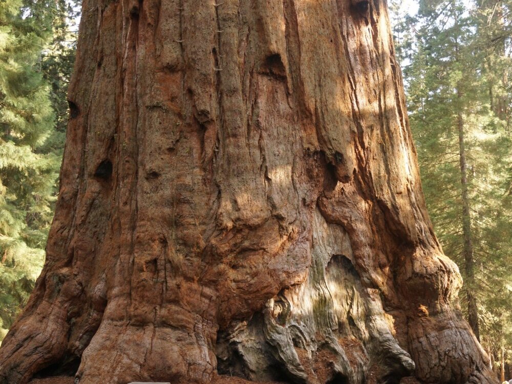 Giant Sequoia trunk - General Sherman, Sequoia National Park