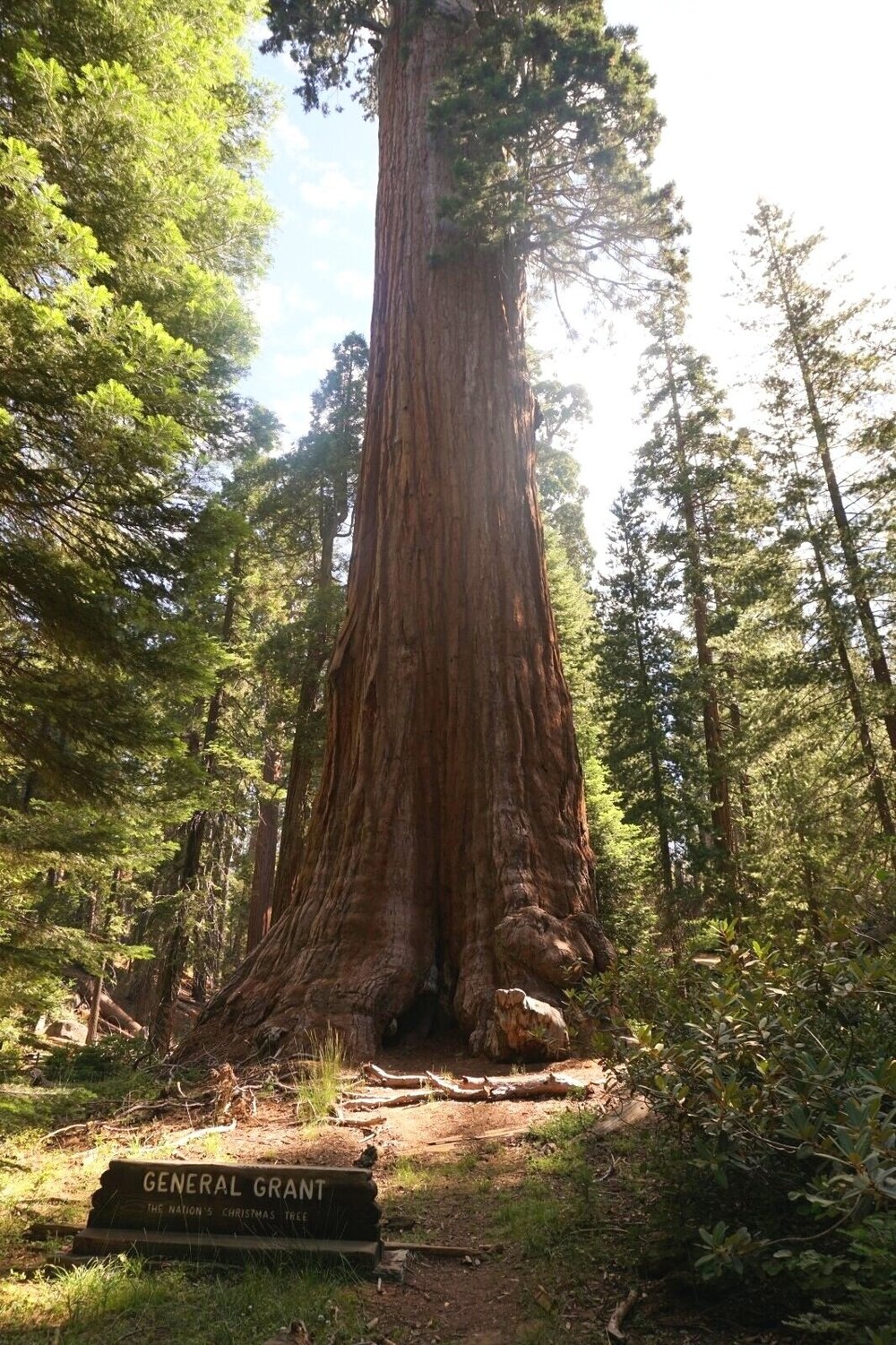 General Grant - hiking trail to giant tree - Kings Canyon National Park