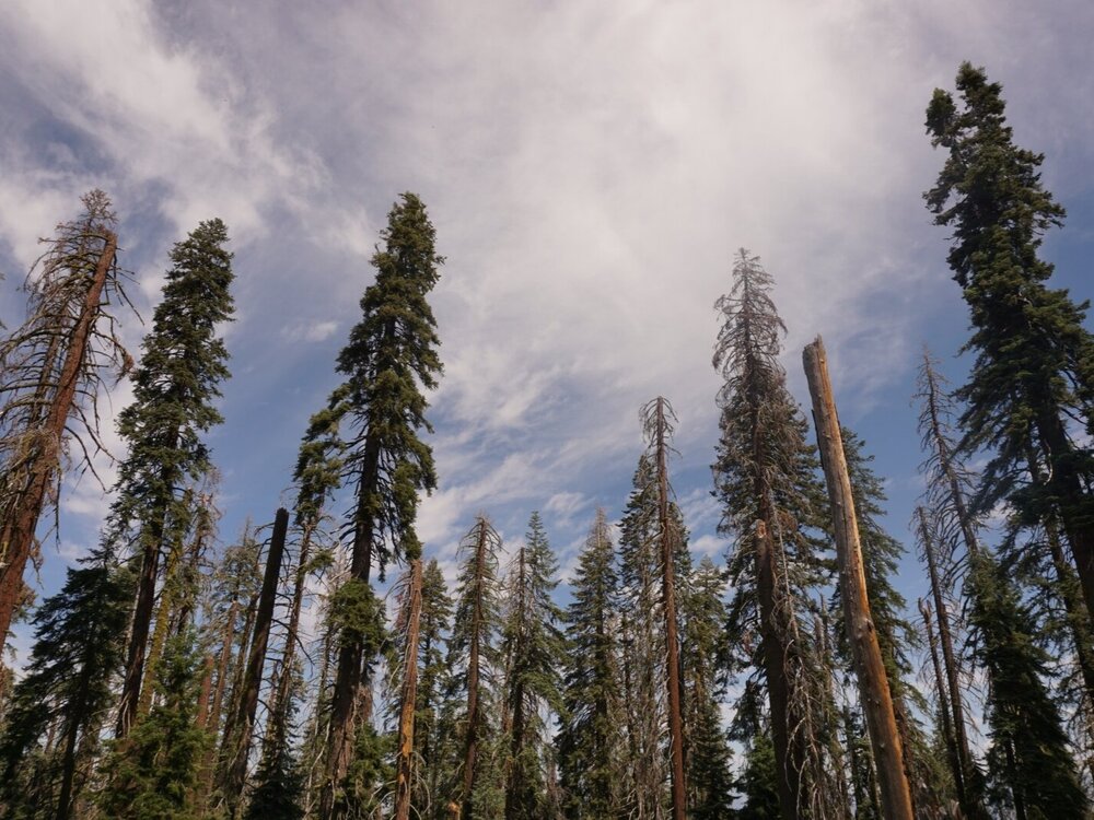 Trees pointing up to sky - Panoramic Point trail - Kings Canyon National Park