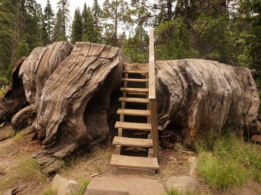 Big Stump with ladder - Big Stump Trail - Kings Canyon National Park