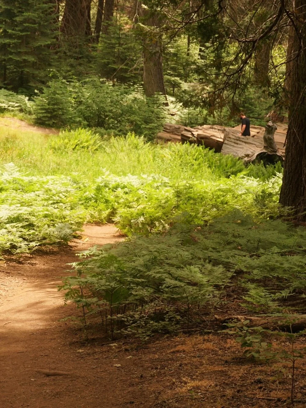 Big Stump hiking trail - Kings Canyon National Park