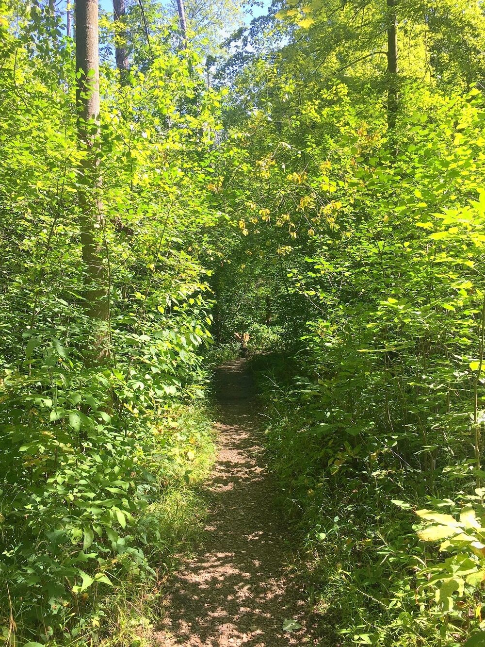 Hiking trail to Mount Pleasant - Rocky River Reservation, Cleveland Metroparks