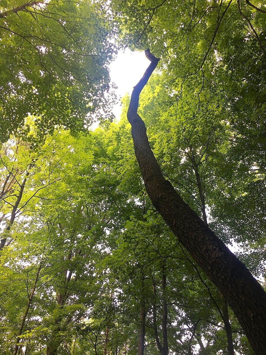 Sun peeking through green leaves - Fort Hill Loop, Rocky River Reservation, Cleveland Metroparks hiking trails