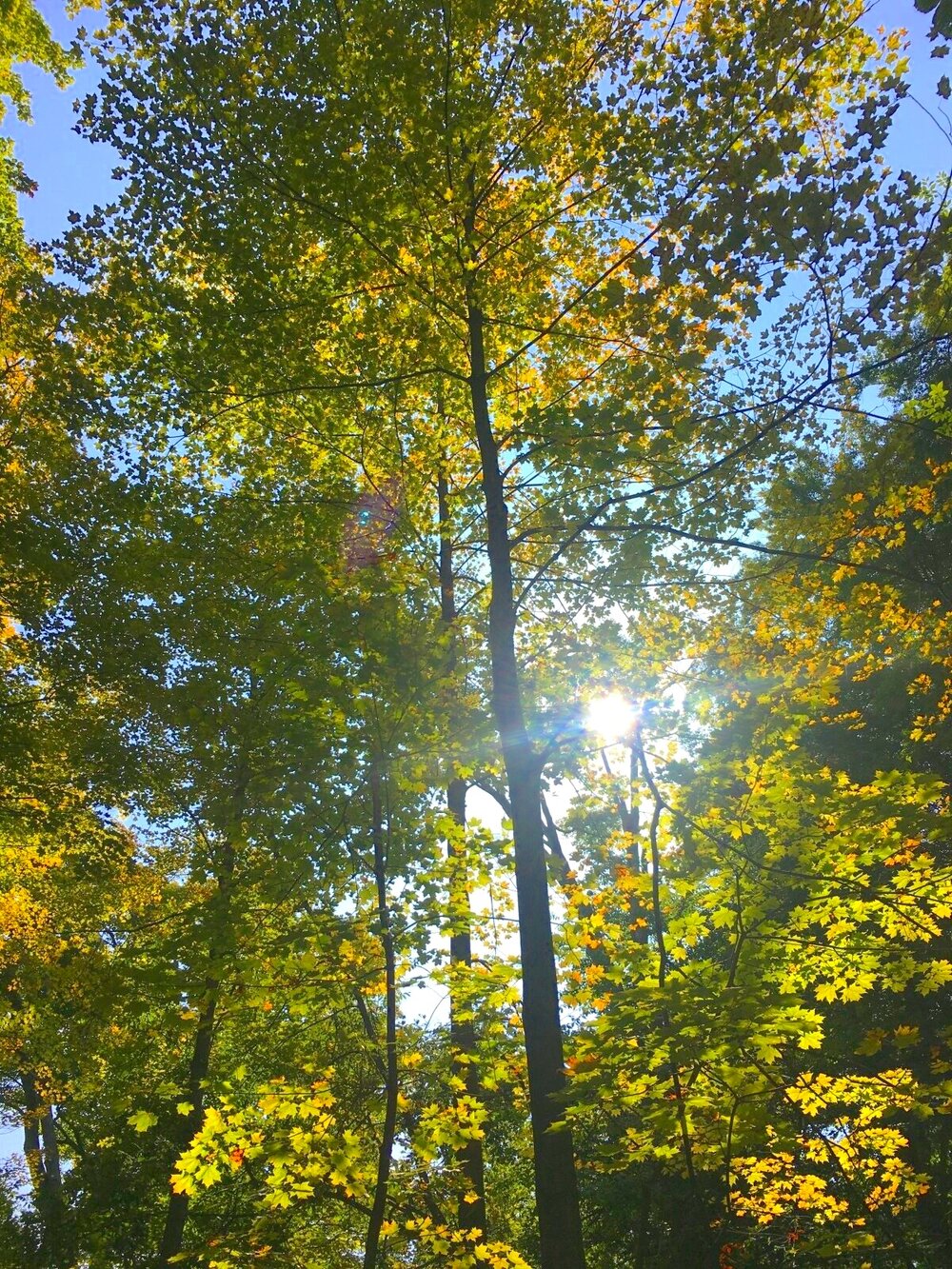 Sun shining through trees on Hemlock path - Brecksville Reservation, Cleveland Metroparks hiking