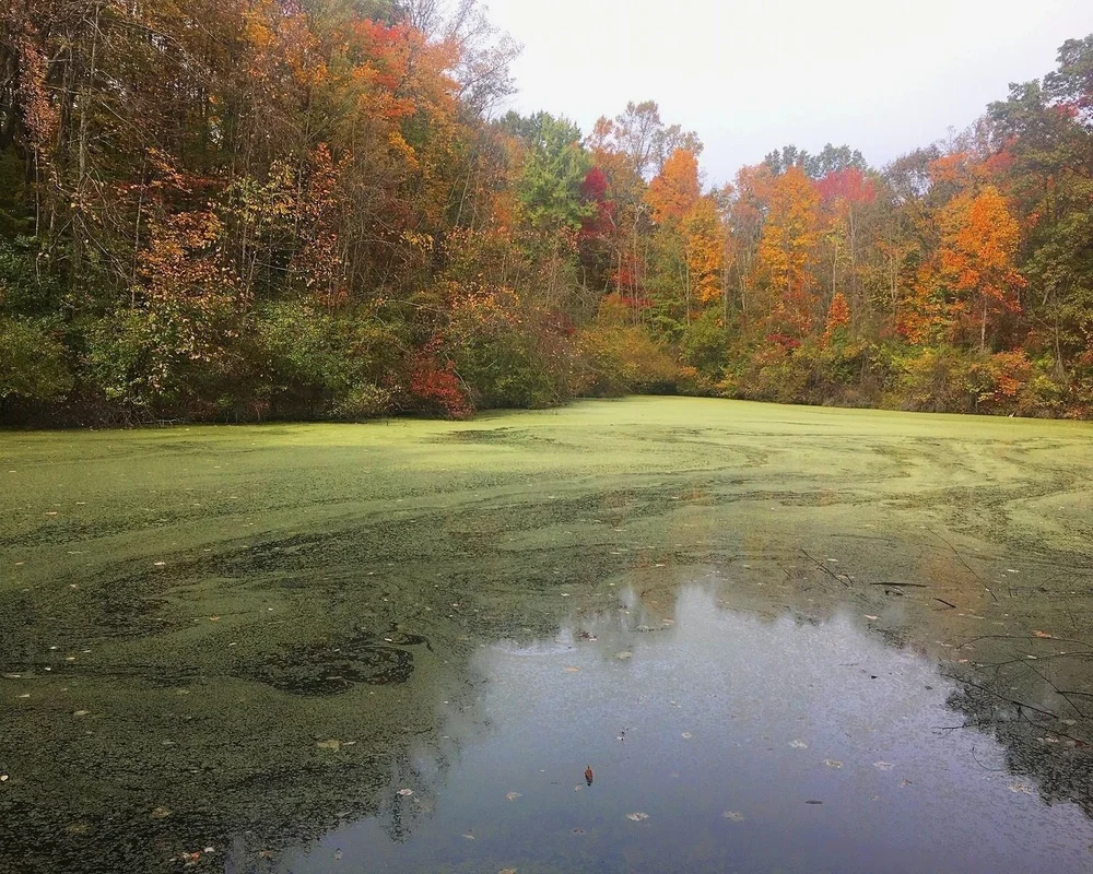 Cherry Lane pond - FA Seiberling Nature Realm hiking trail, Ohio