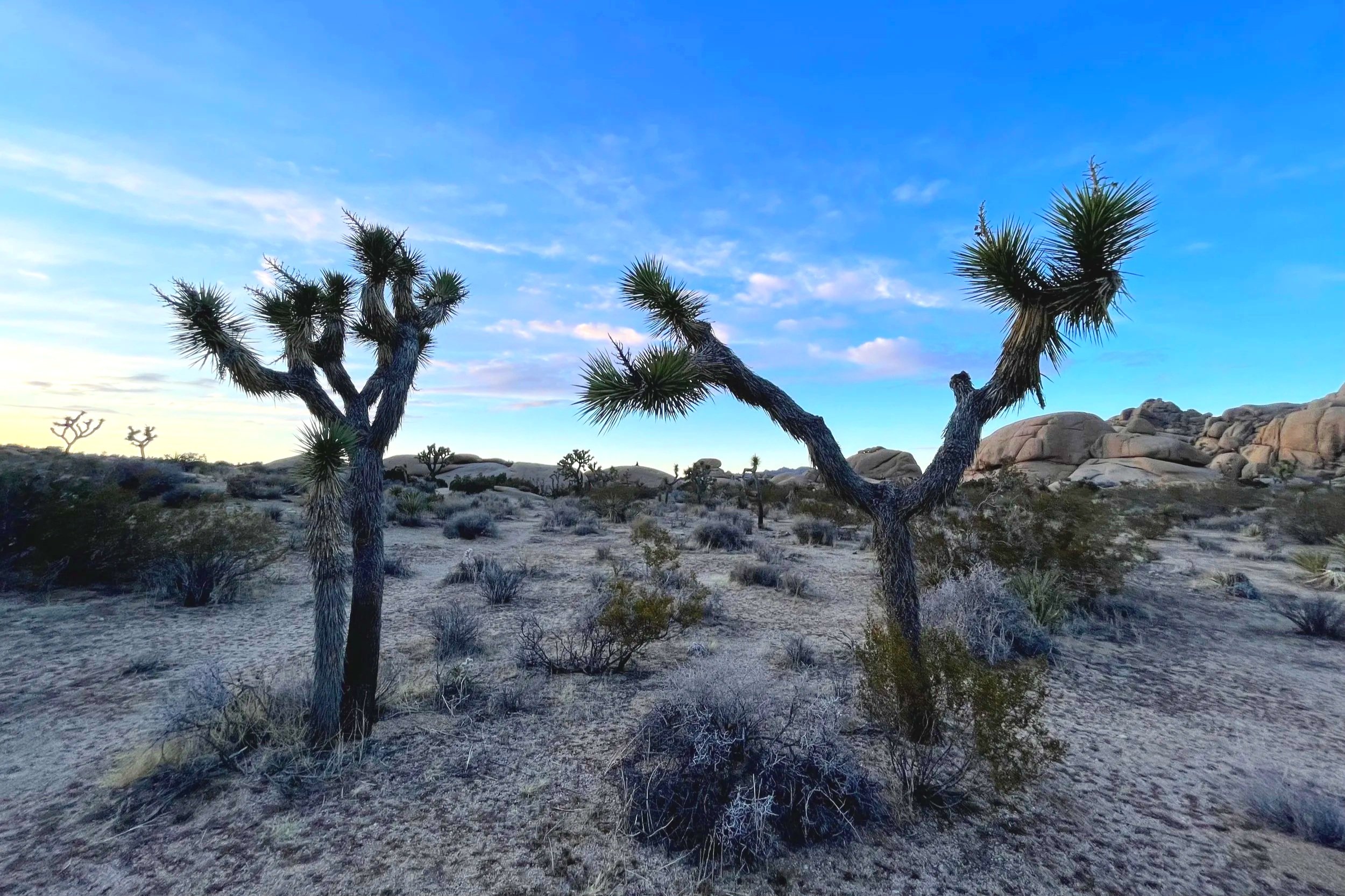 A desert landscape is filled with Joshua trees.