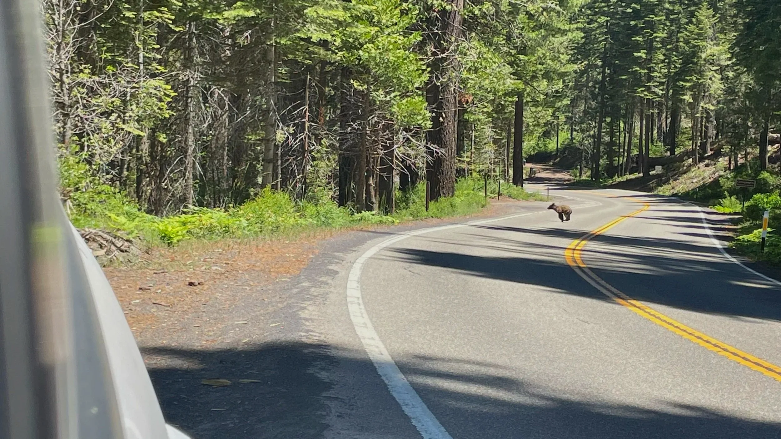 A lone bear cub runs across an empty Yosemite road into the forest.